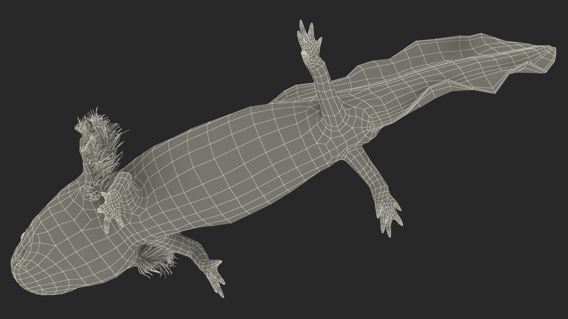 3D Pink Aquatic Salamander model