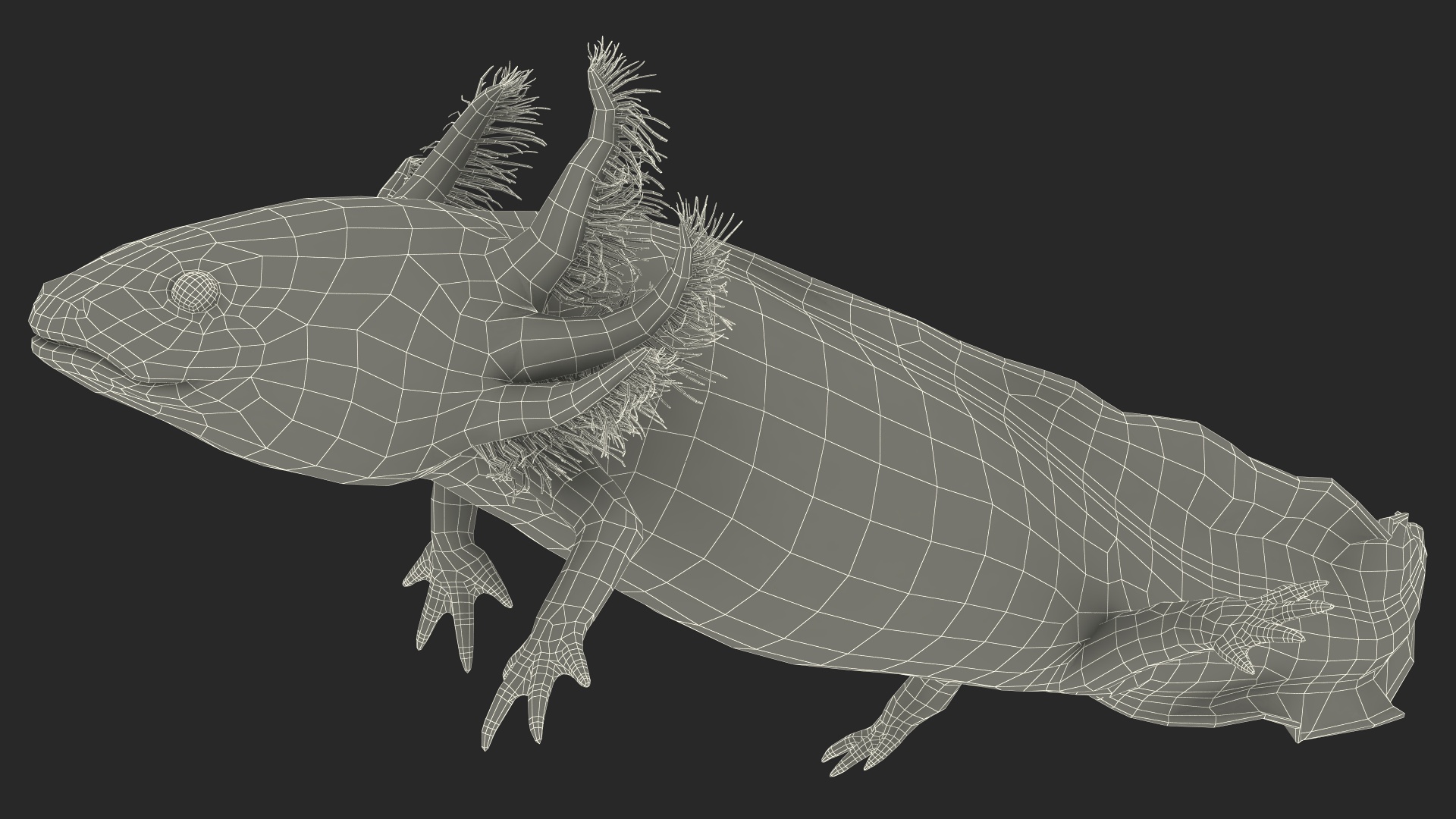 3D Pink Aquatic Salamander model