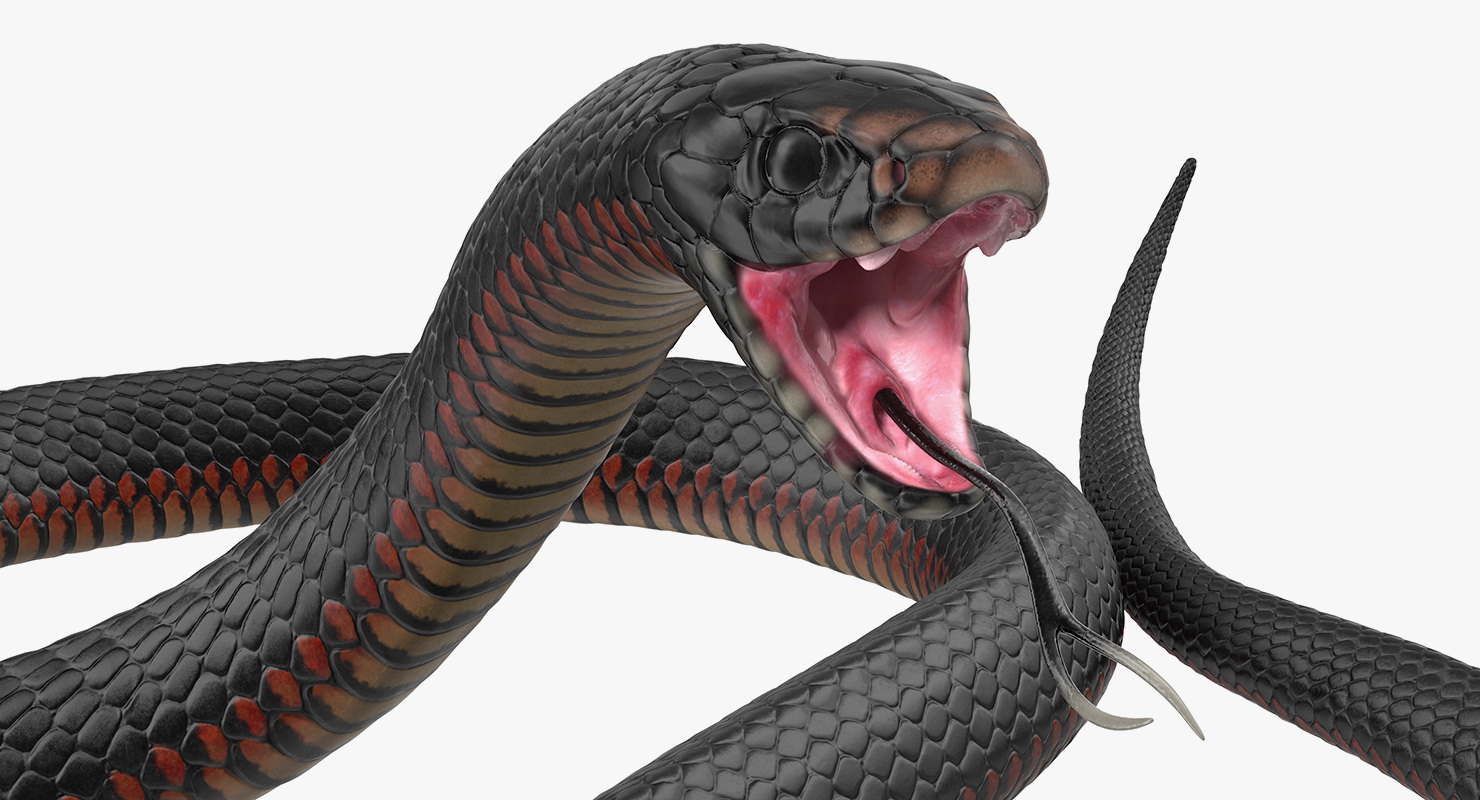 California King Snake Black 3D