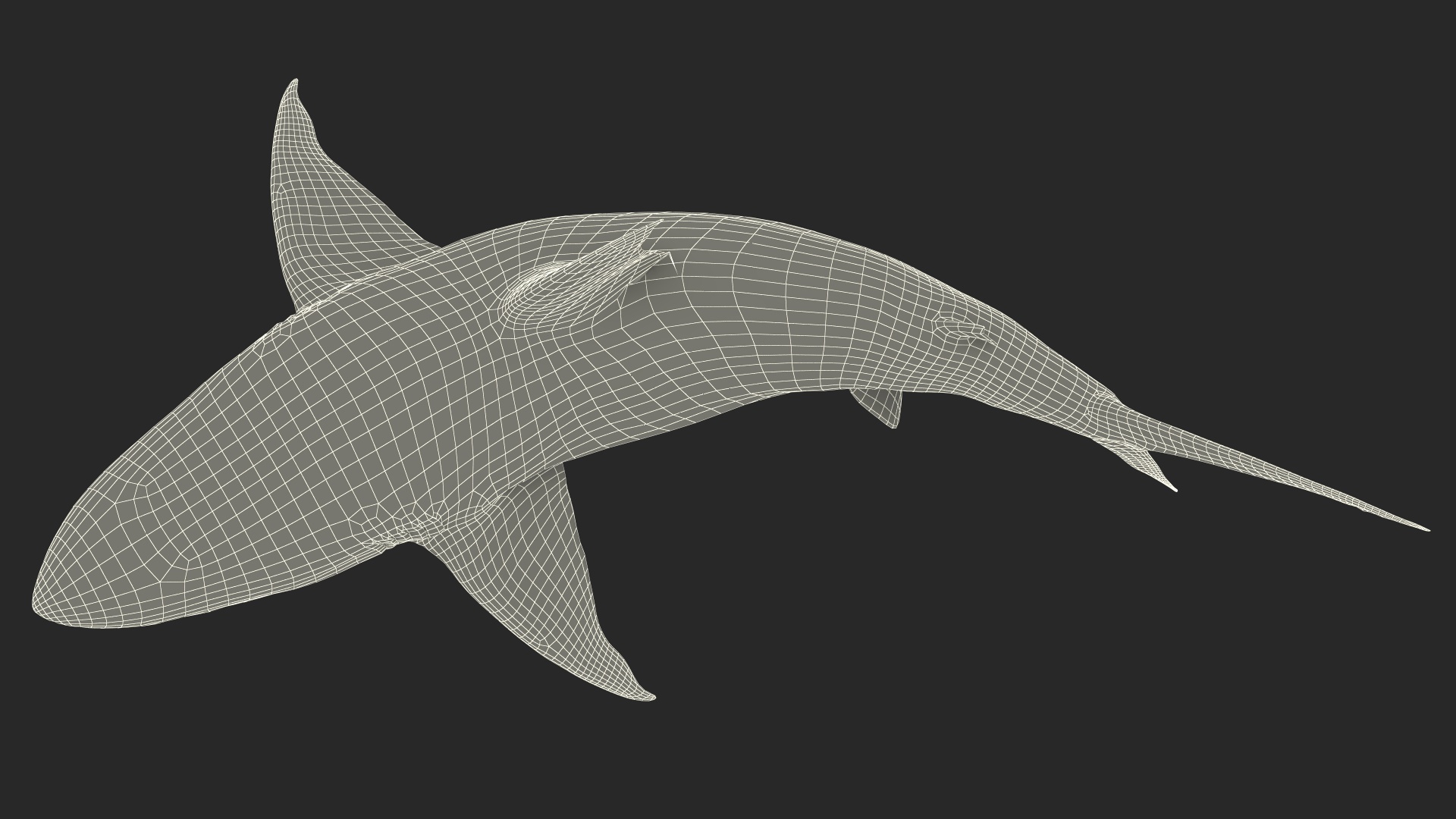 3D model Carcharhinus Amboinensis Shark