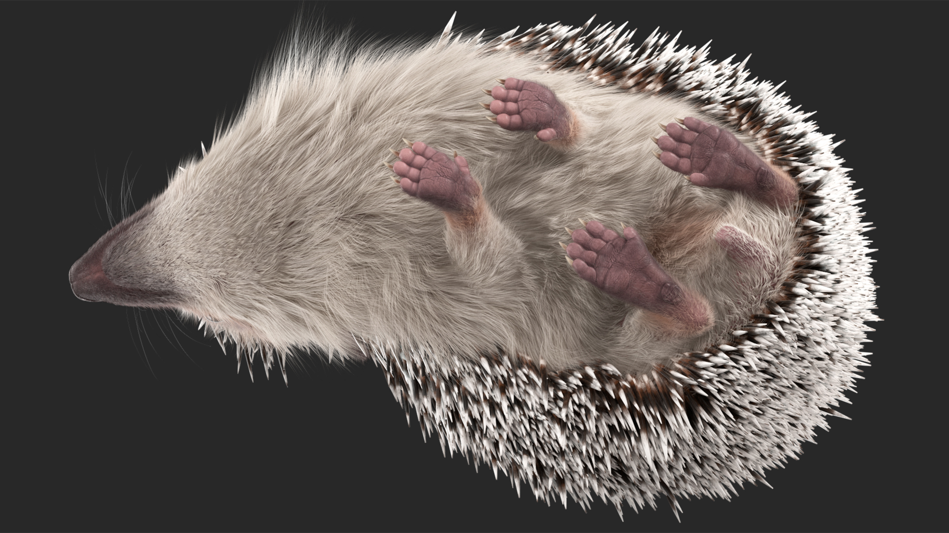 White Standing Hedgehog Fur 3D