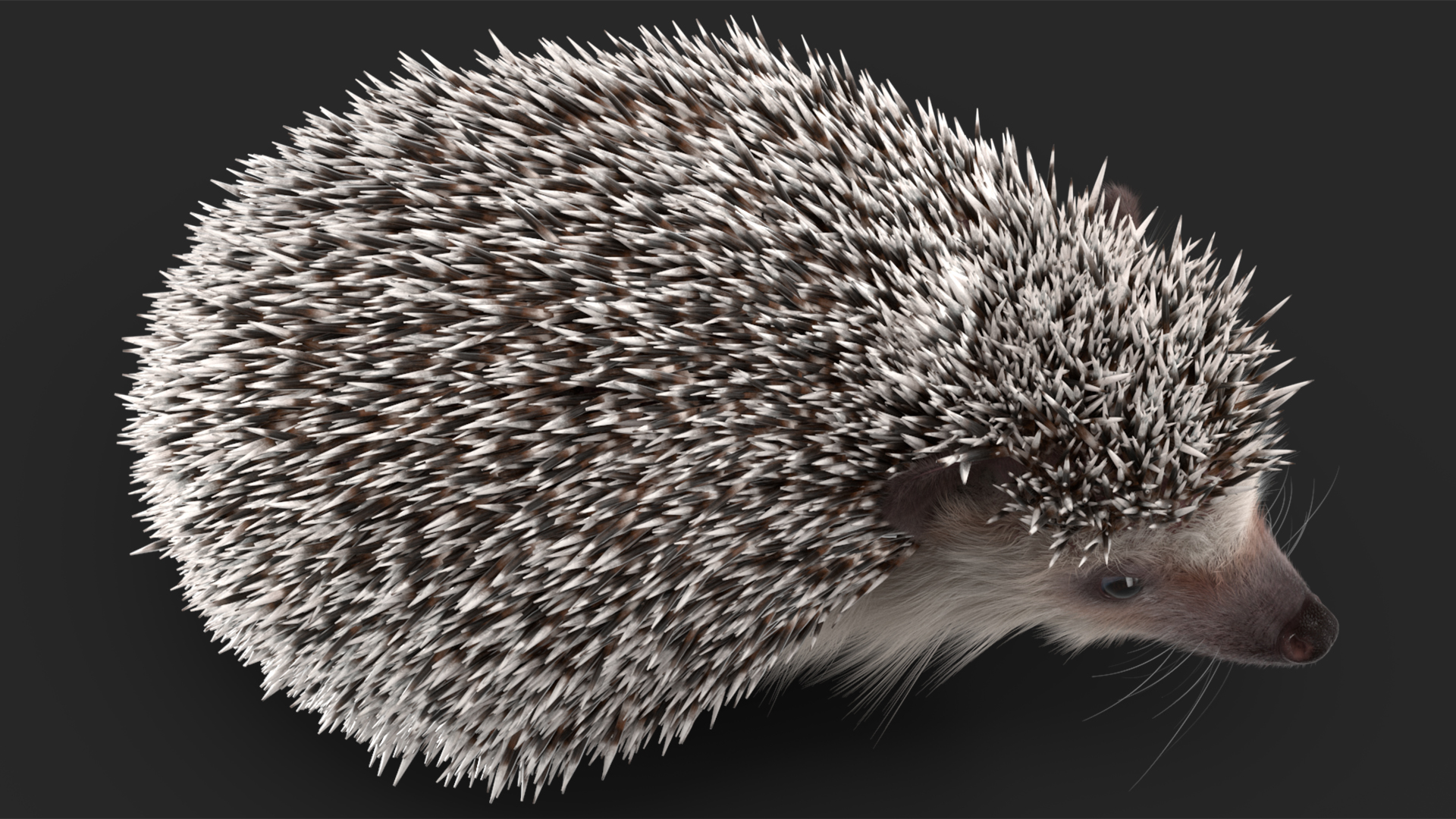 White Standing Hedgehog Fur 3D