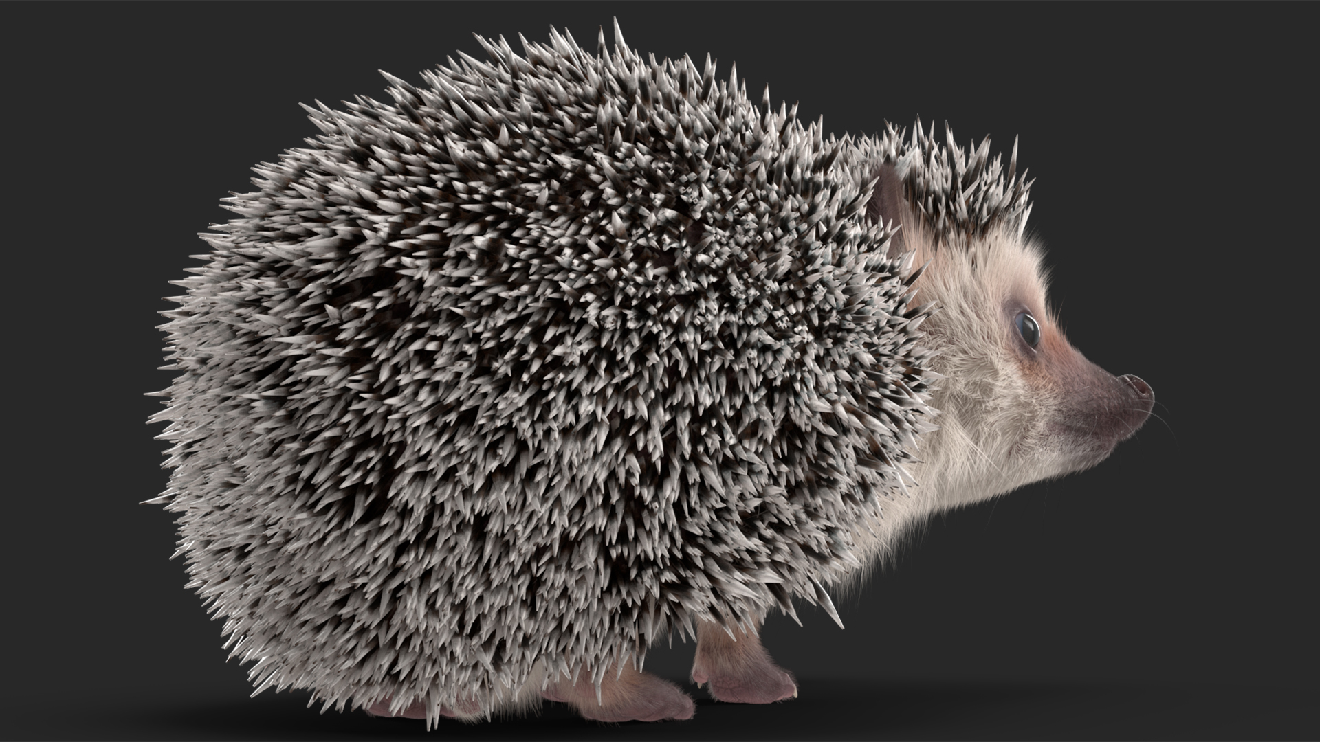 White Standing Hedgehog Fur 3D