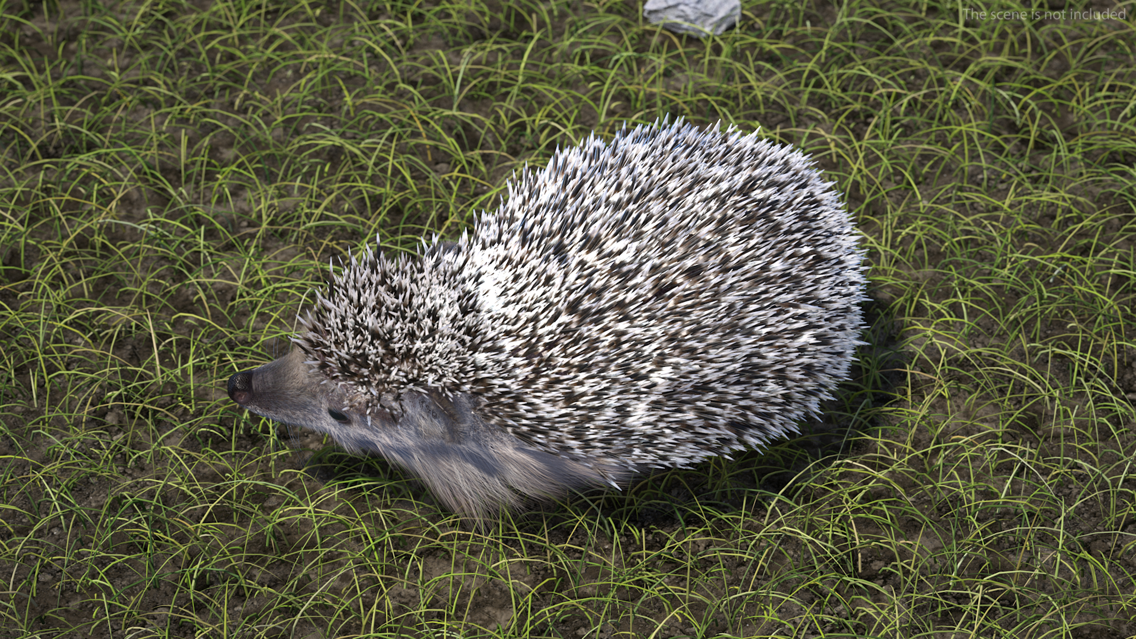 White Standing Hedgehog Fur 3D
