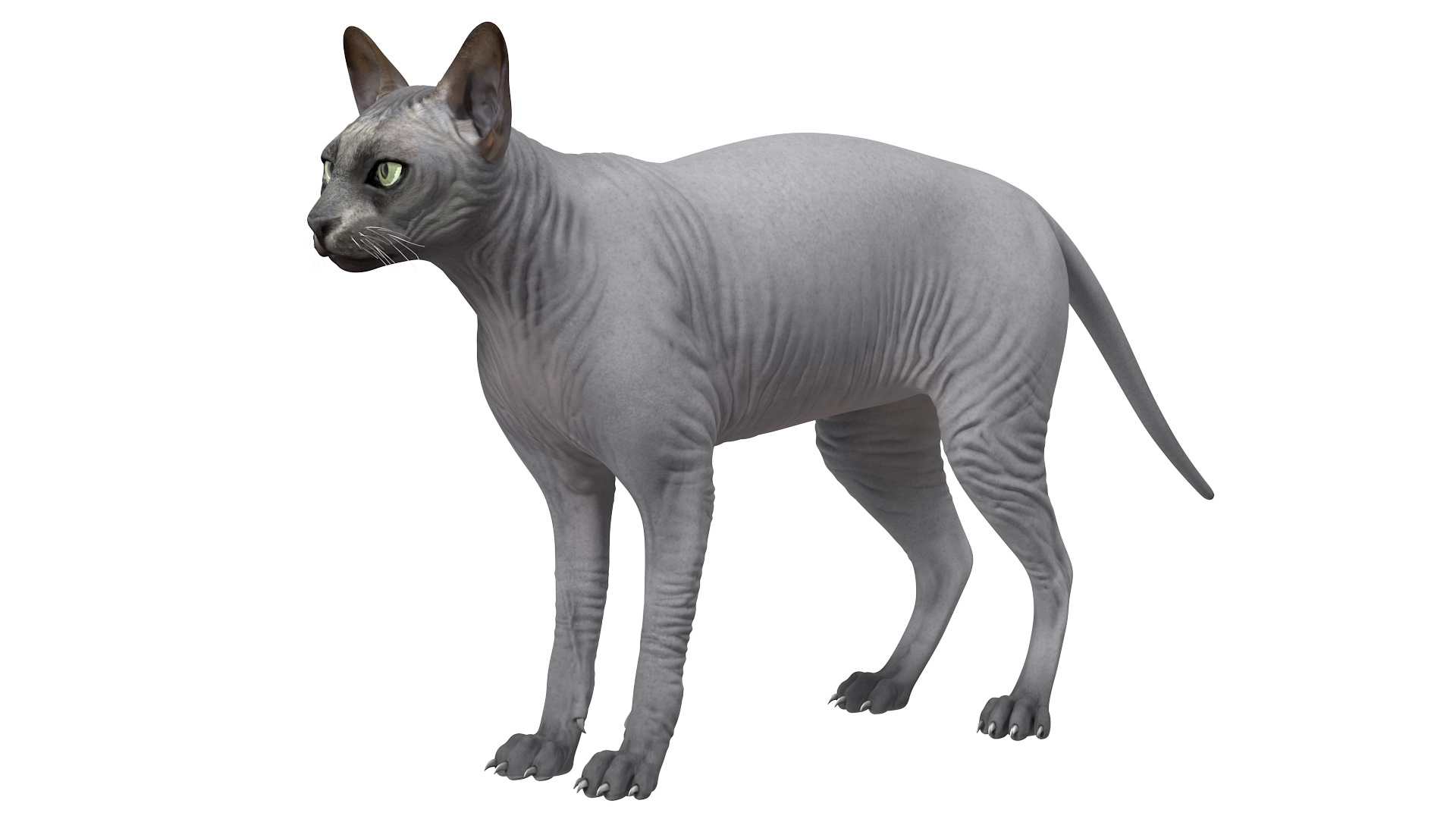 3D model Sphynx Cat Solid Color Black Rigged