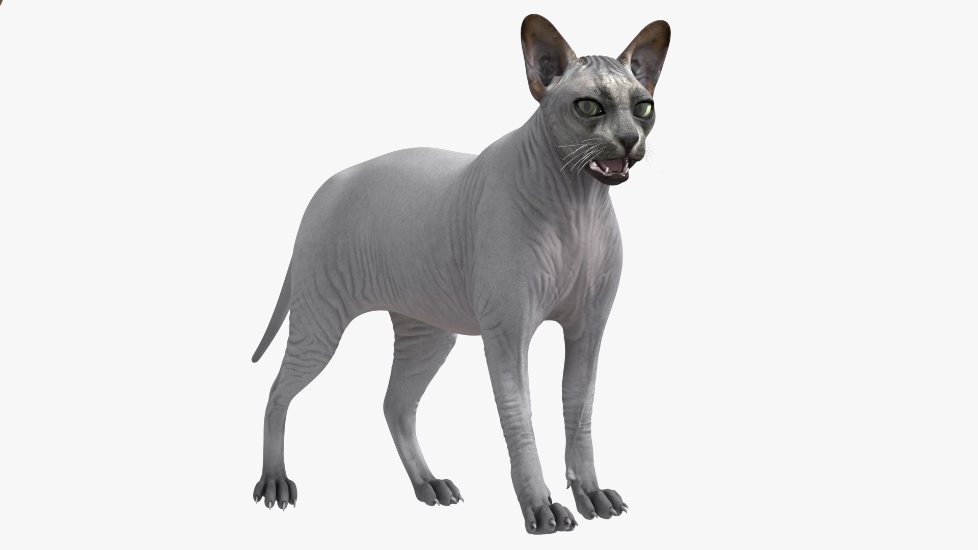 3D model Sphynx Cat Solid Color Black Rigged