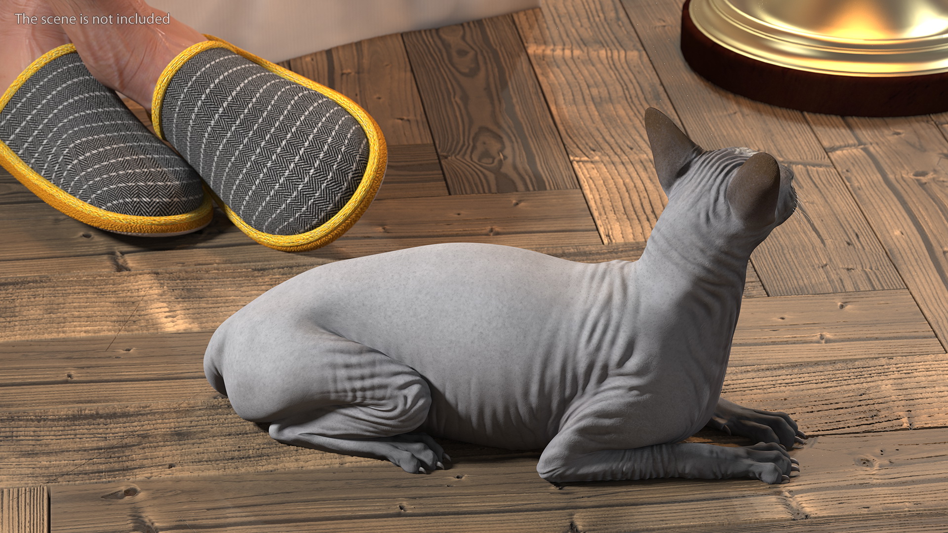 3D model Sphynx Cat Solid Color Black Rigged