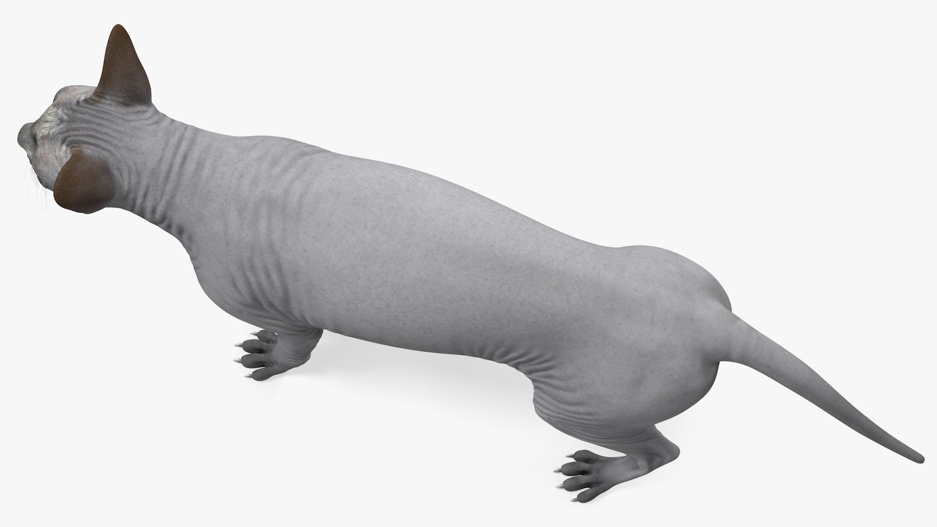 3D model Sphynx Cat Solid Color Black Rigged