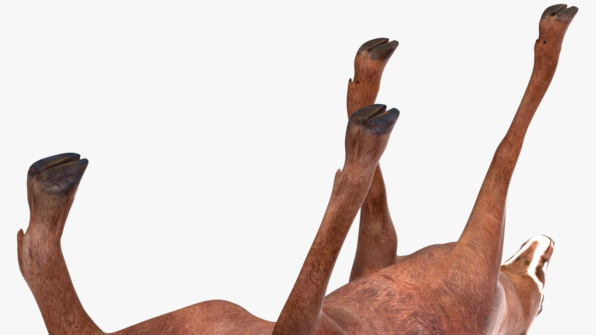 3D Saola Walking model