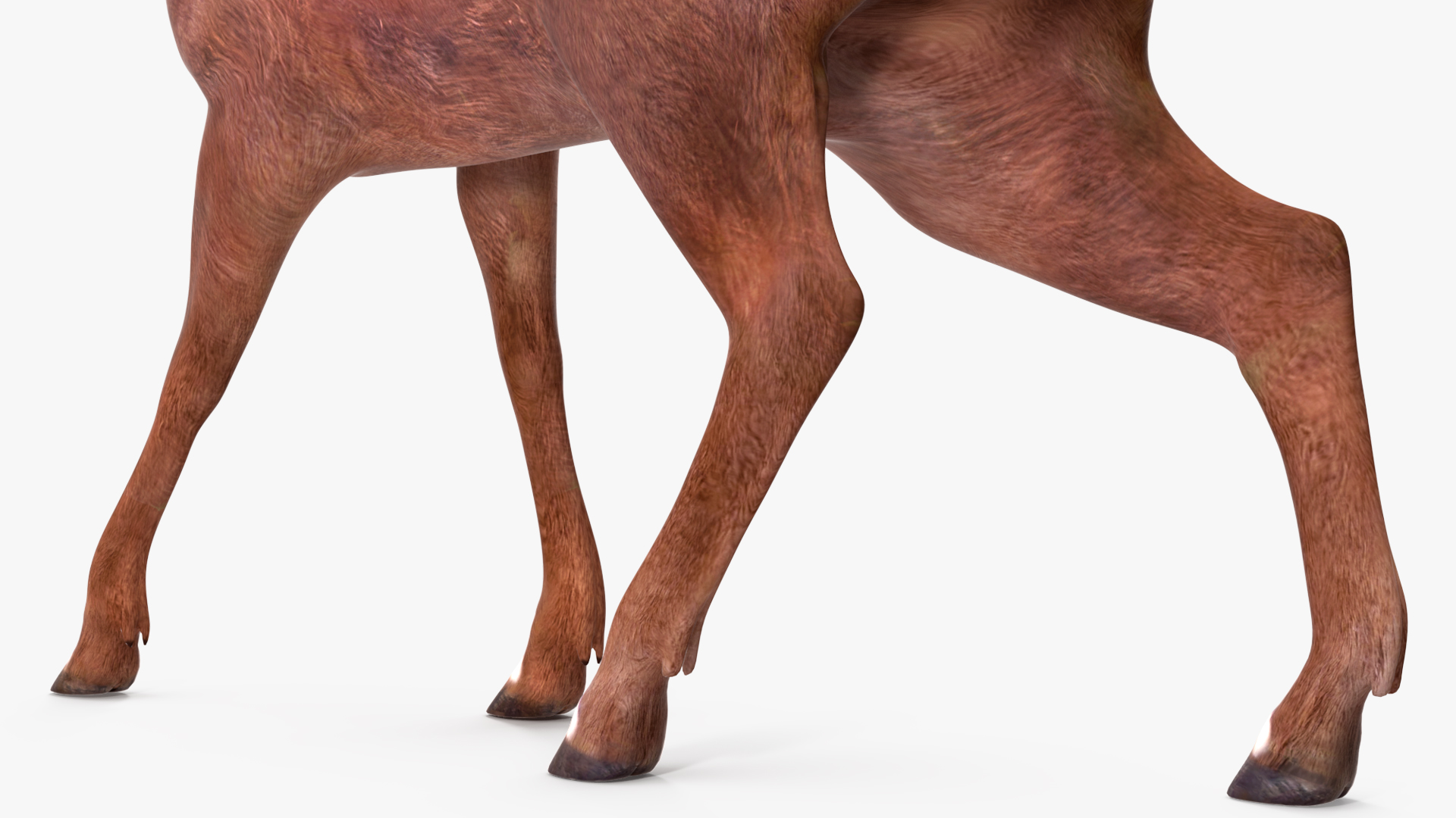 3D Saola Walking model