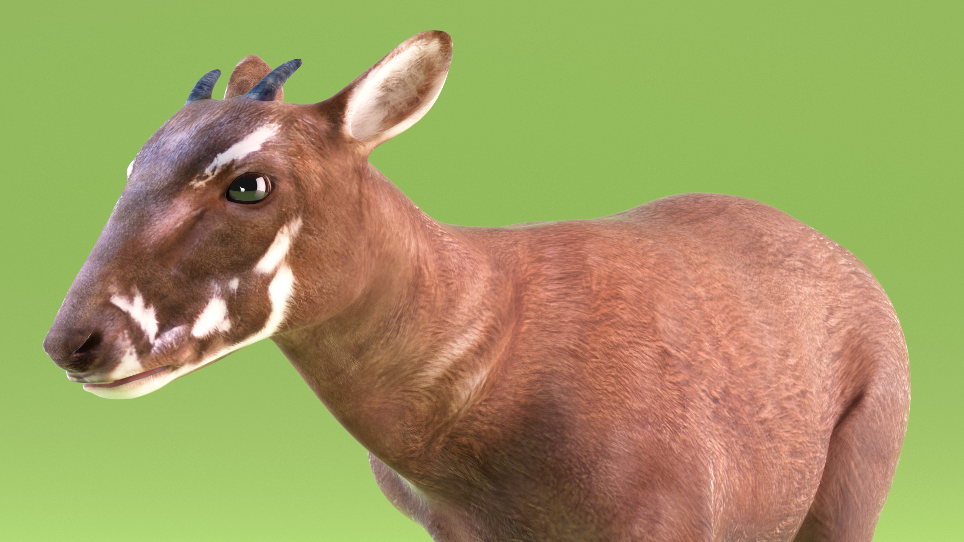3D Saola Walking model