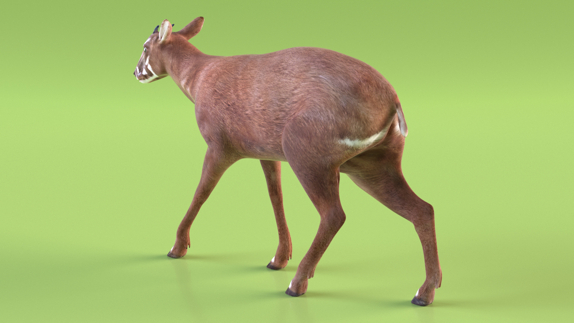 3D Saola Walking model