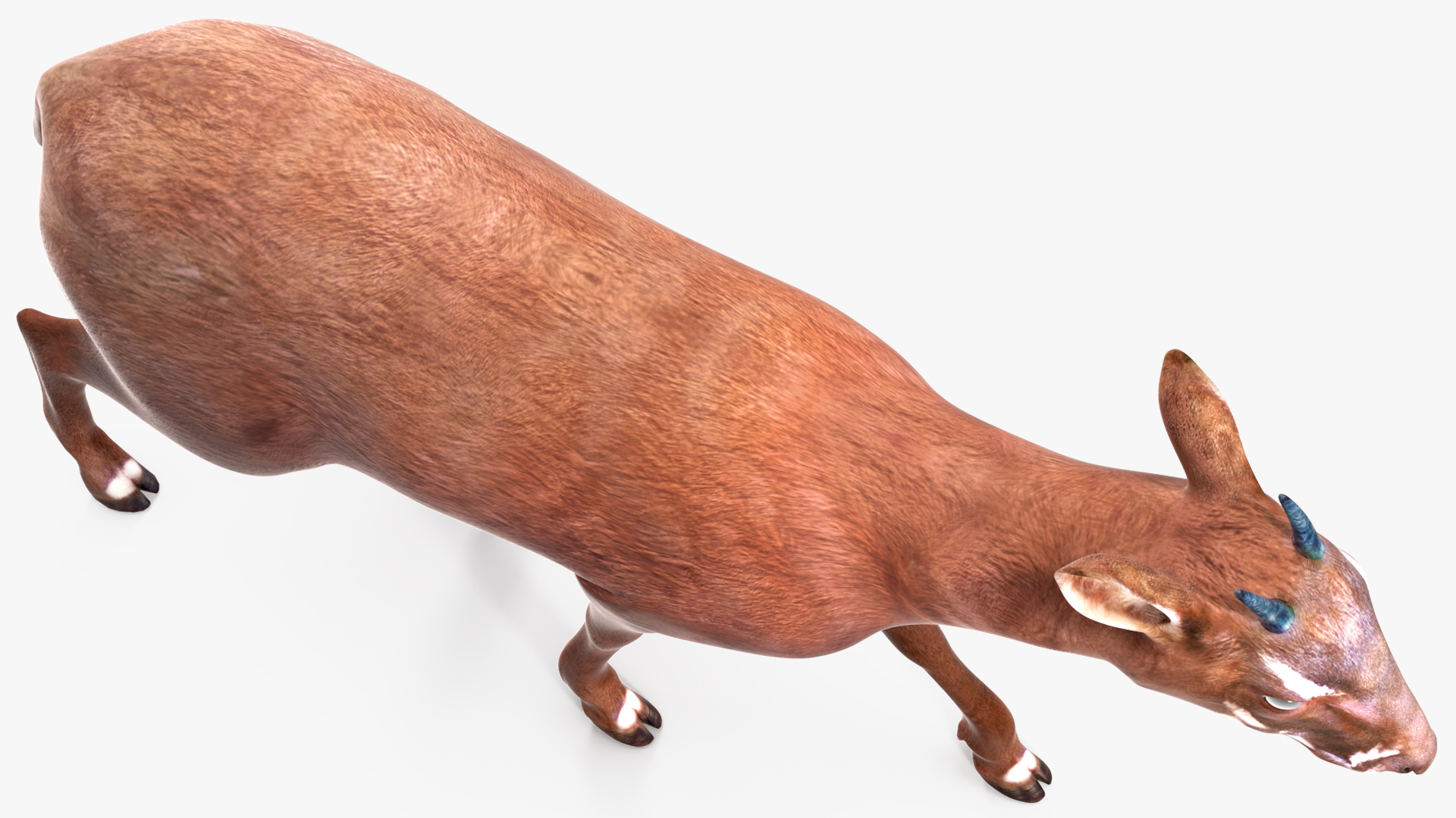 3D Saola Walking model