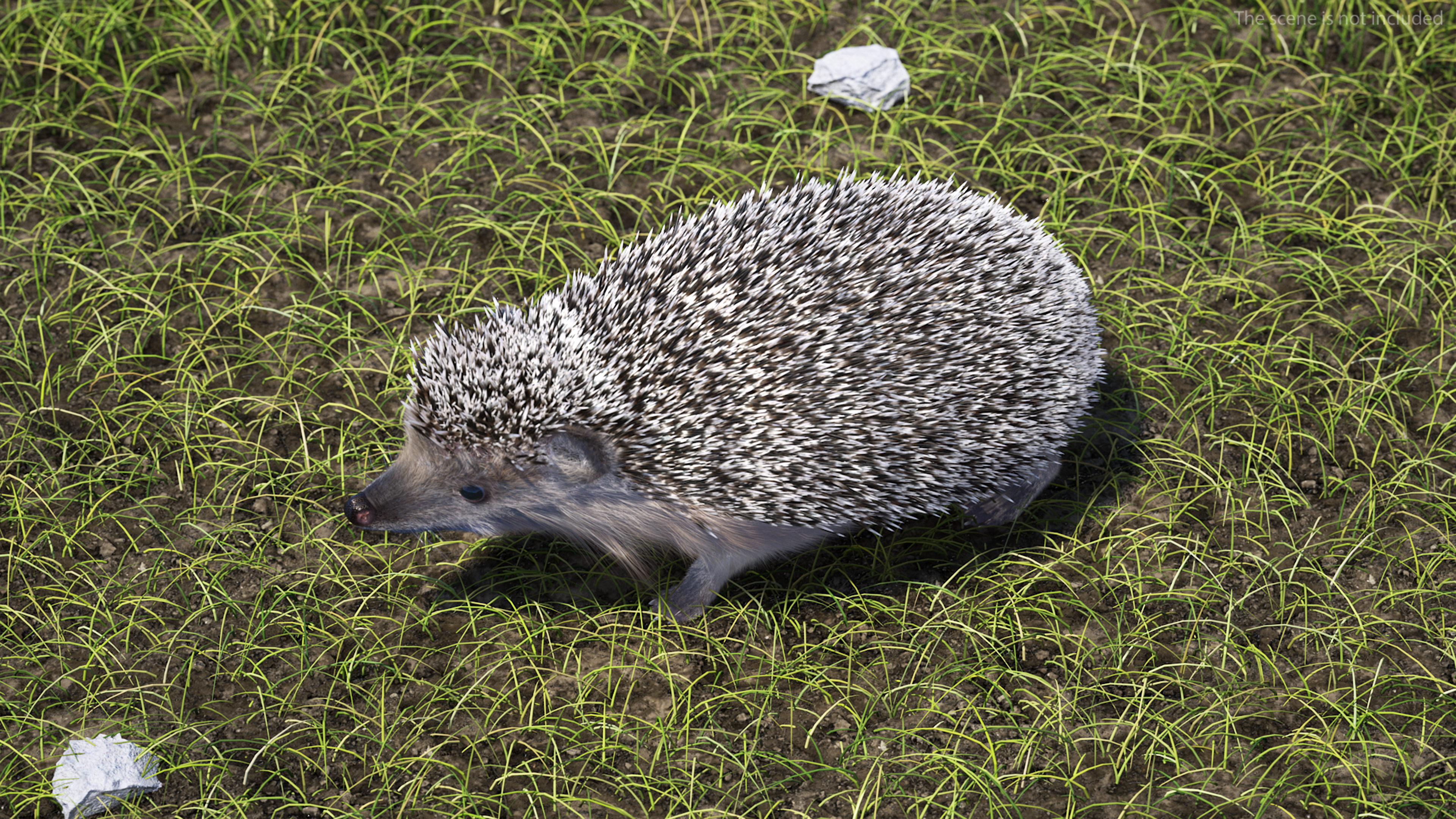 3D model Black Hedgehog Fur Rigged
