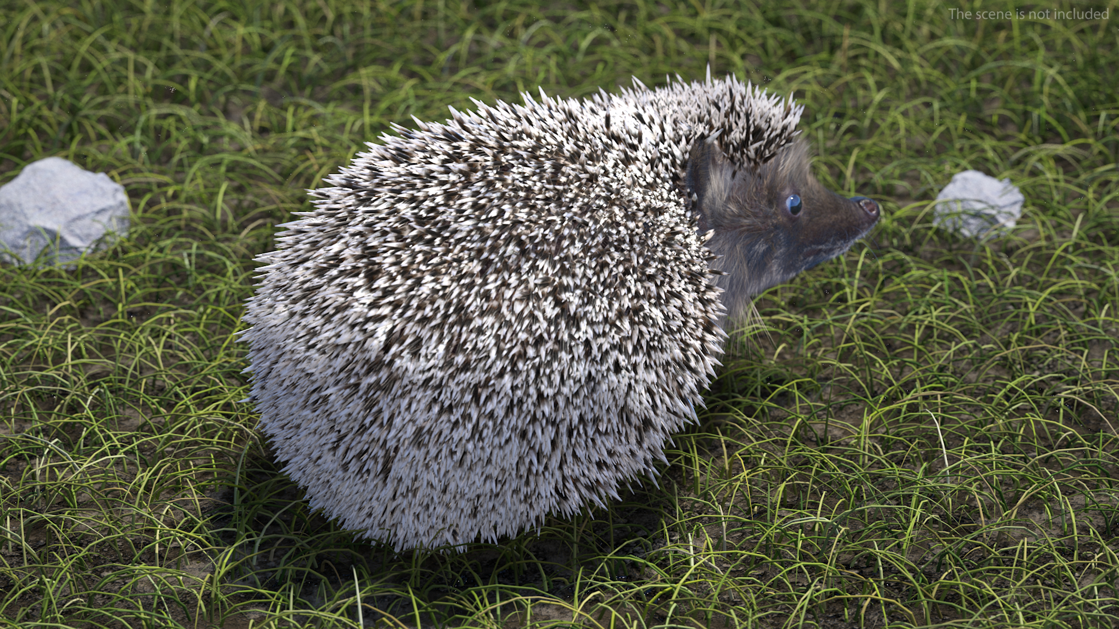 3D model Black Hedgehog Fur Rigged