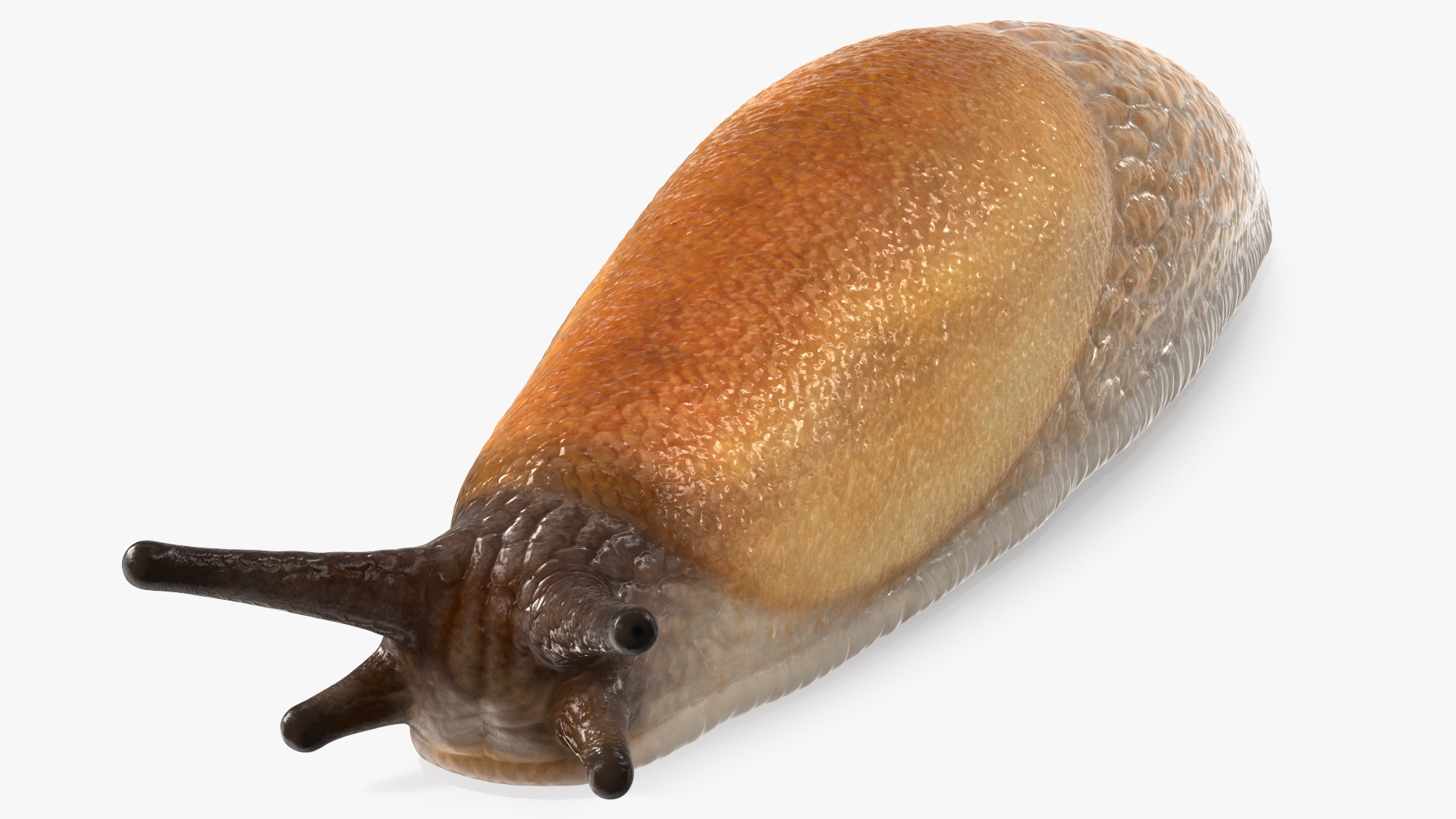 Spanish Slug 3D