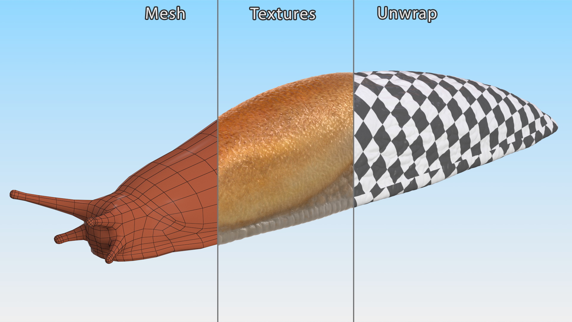 Spanish Slug 3D