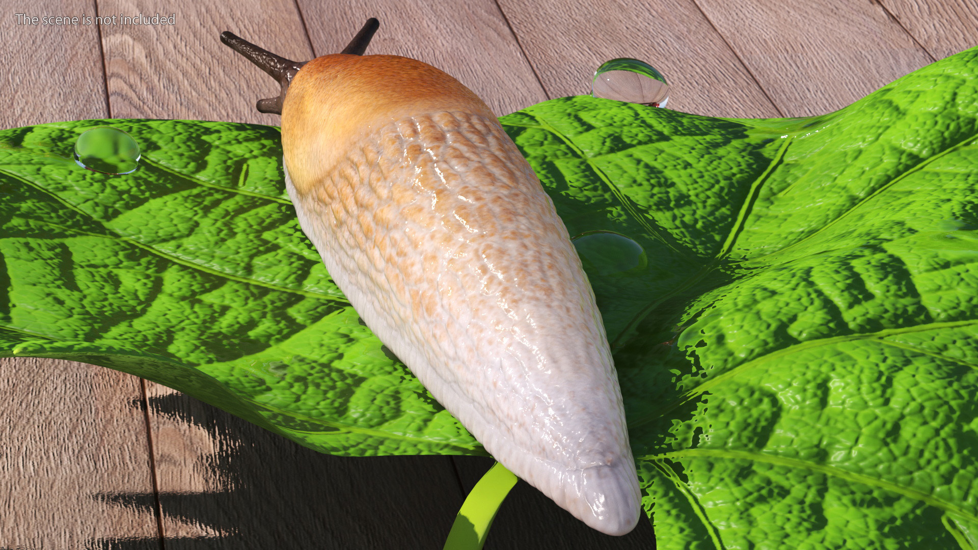 Spanish Slug 3D
