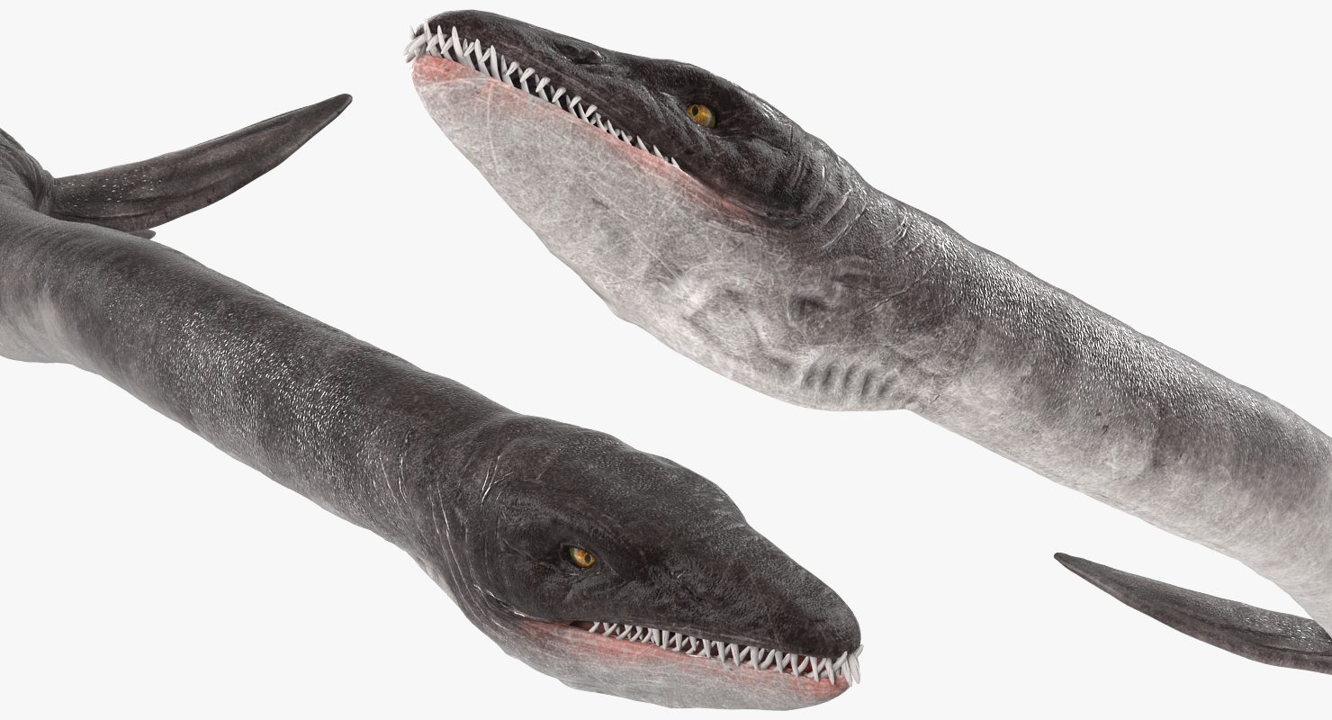 3D model Dinosaur Plesiosauria Swimming Pose