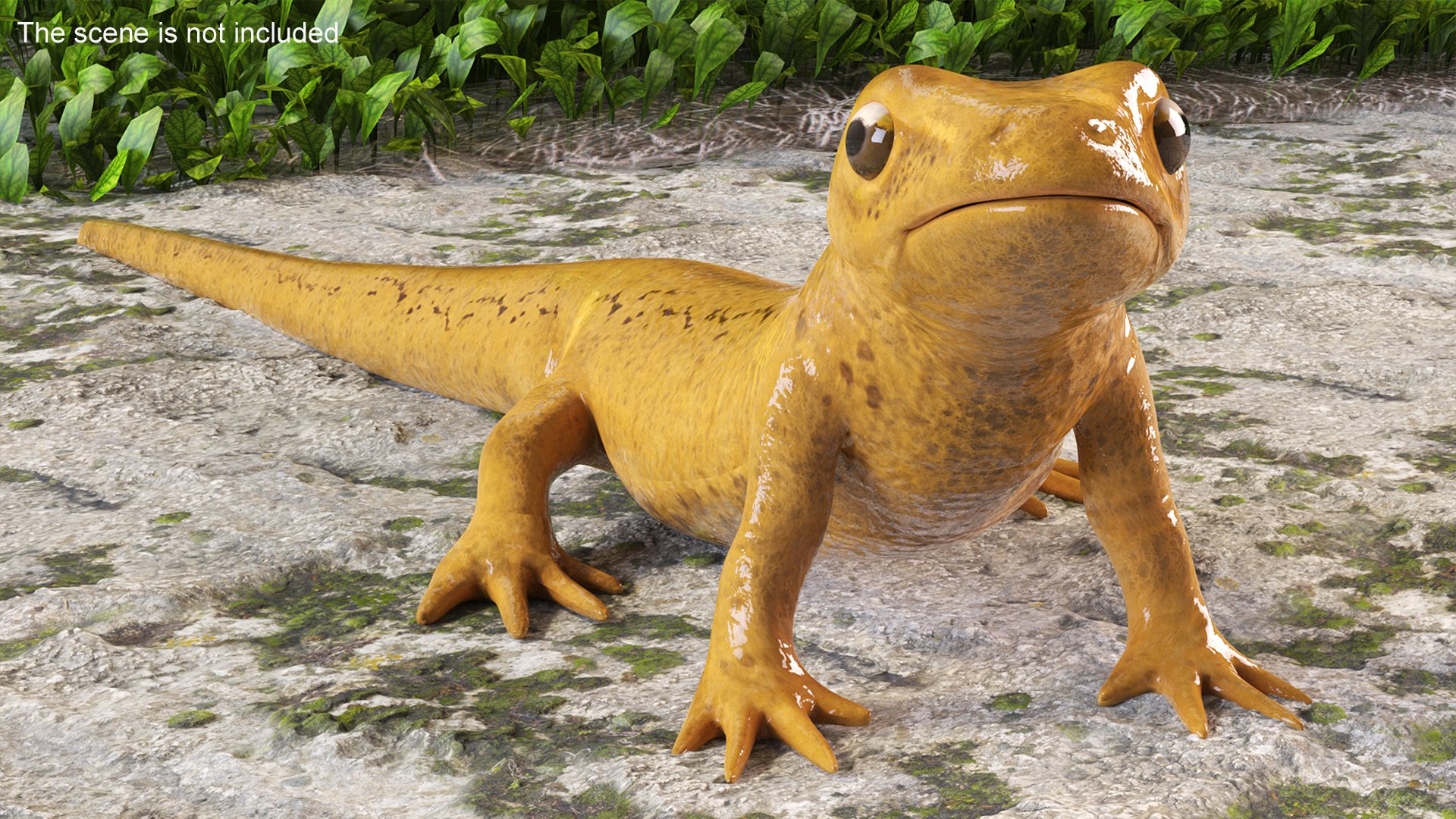 3D model Common Newt Standing Pose