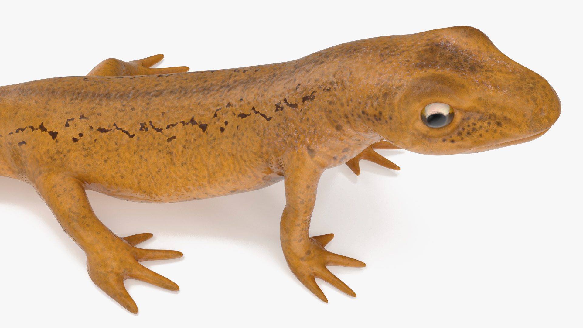 3D model Common Newt Standing Pose