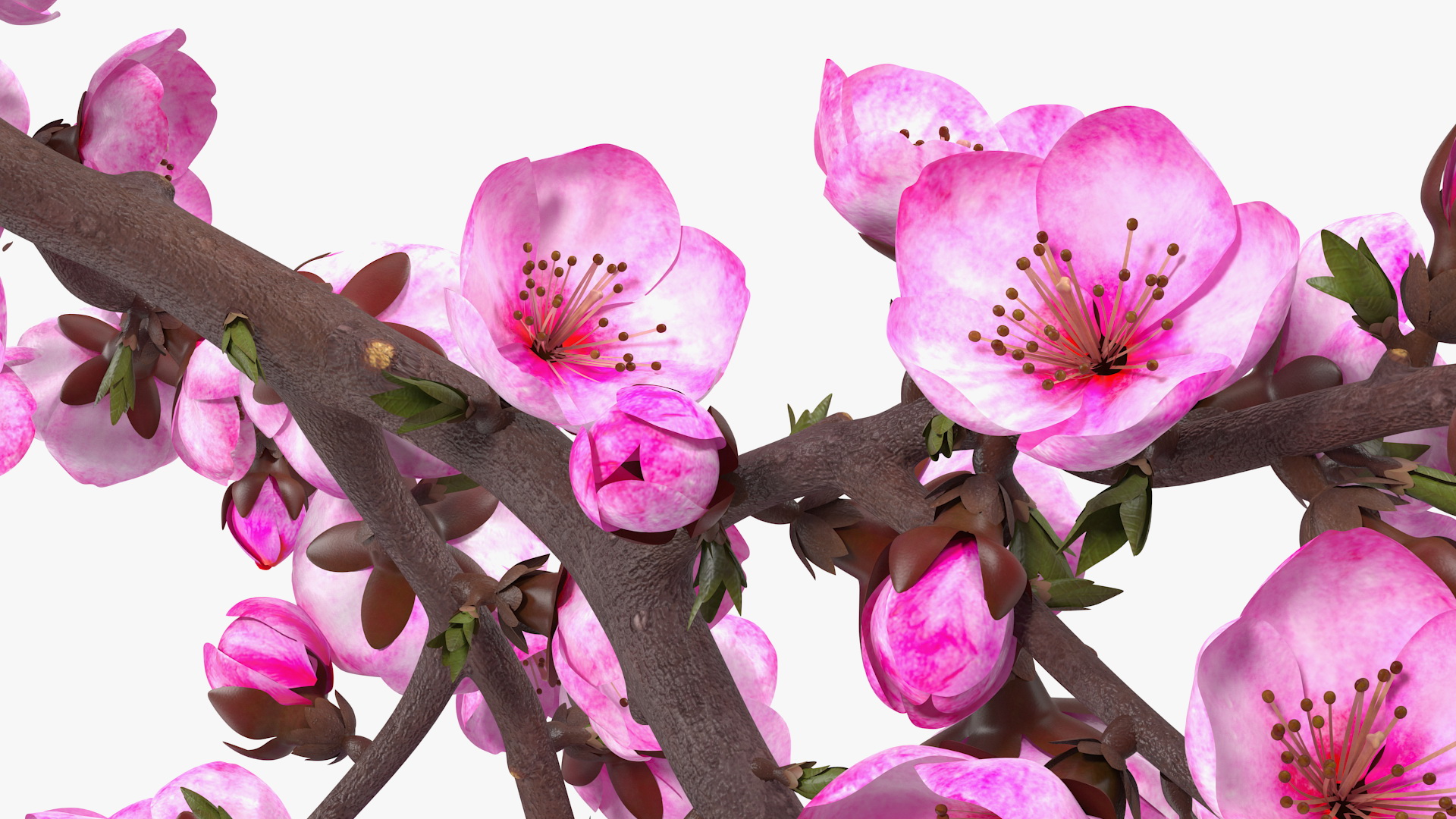 3D model Sakura Branch with Flower Buds
