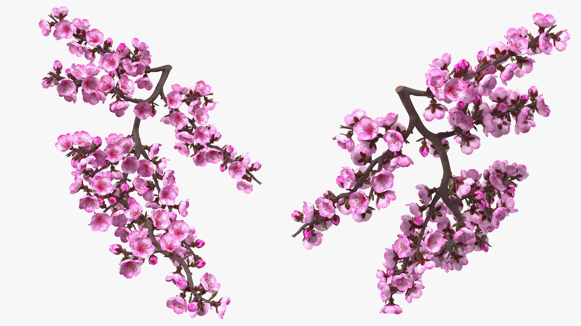 3D model Sakura Branch with Flower Buds