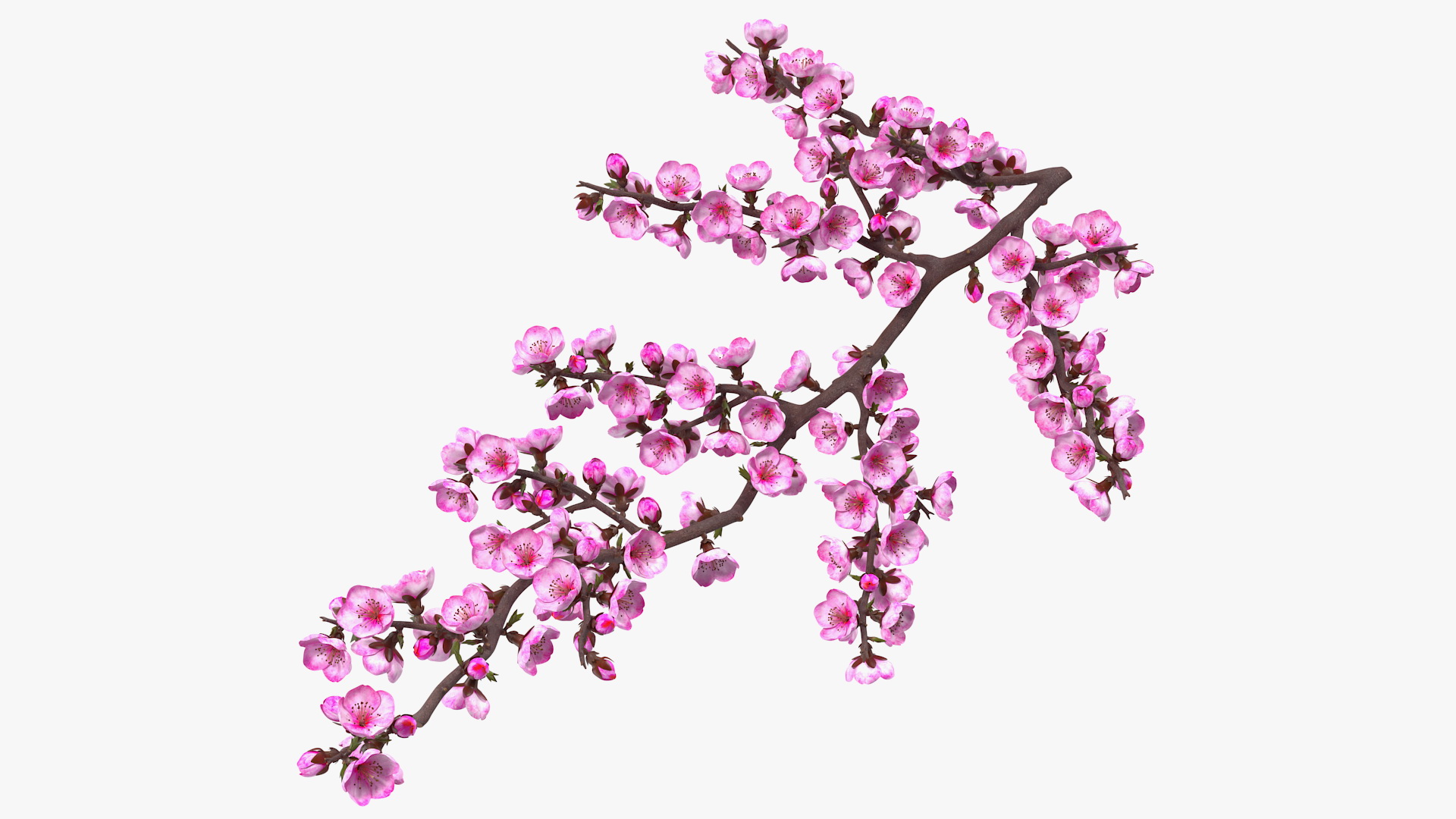 3D model Sakura Branch with Flower Buds