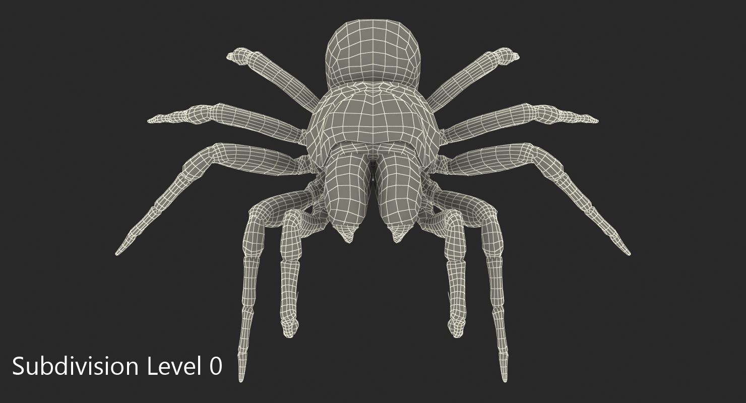 3D Missulena Occatoria Spider