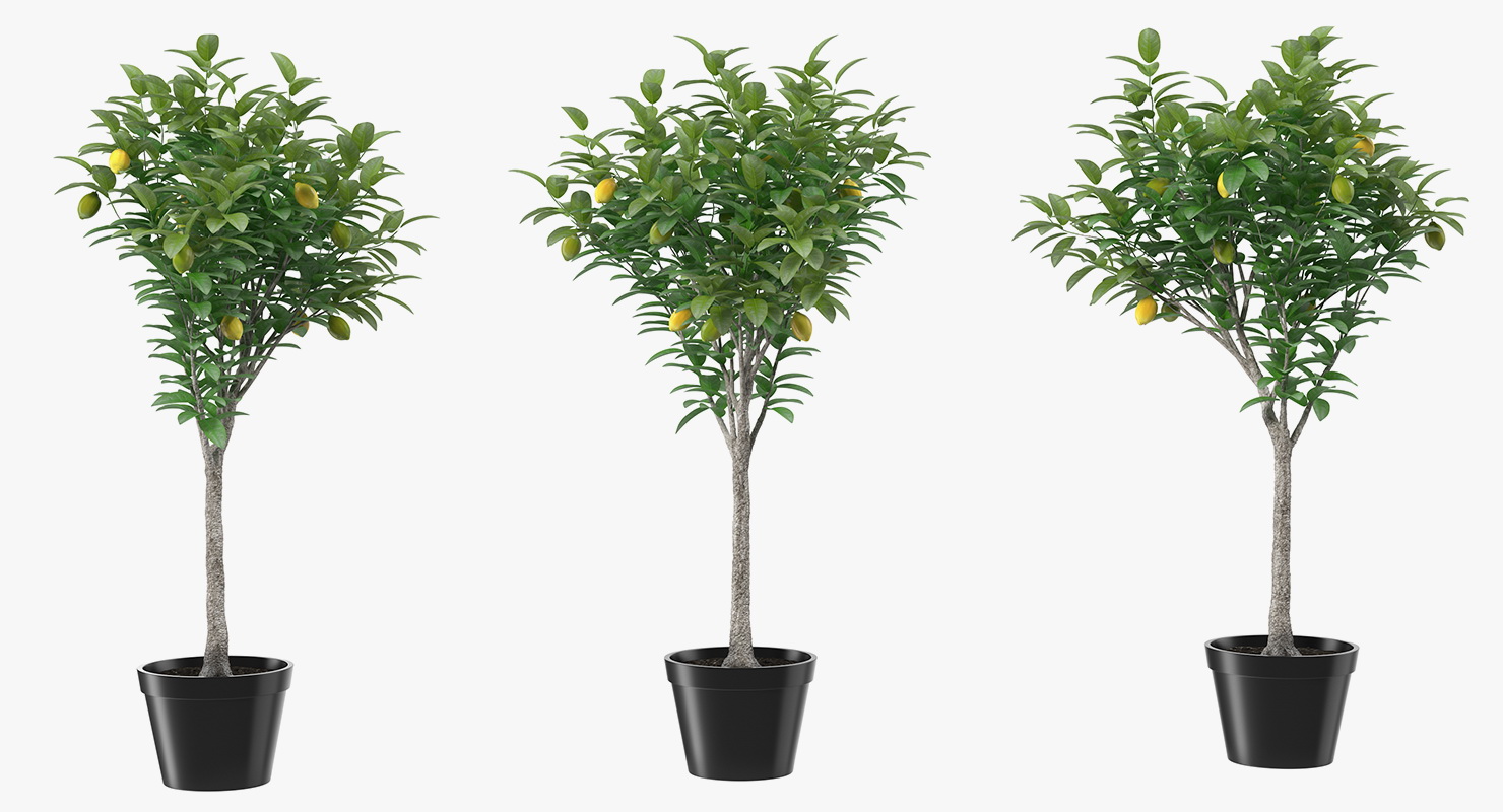 Potted Lemon Tree 3D