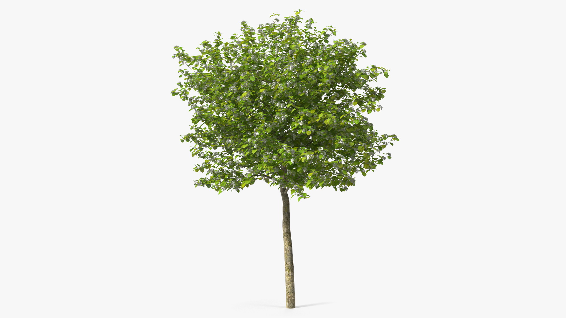3D model Cockspur Hawthorn Small with Flower