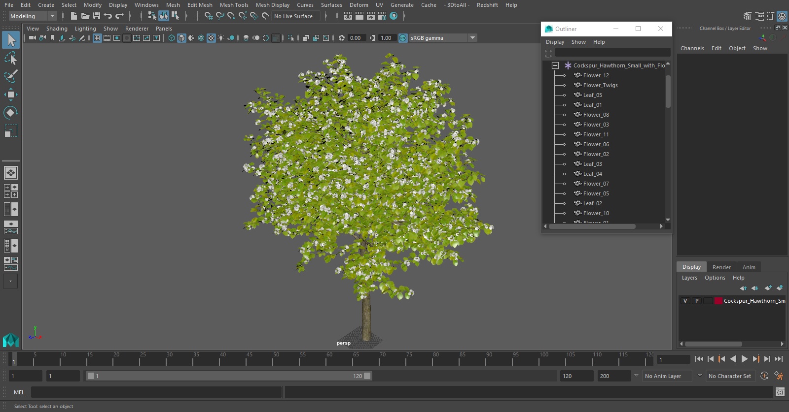 3D model Cockspur Hawthorn Small with Flower