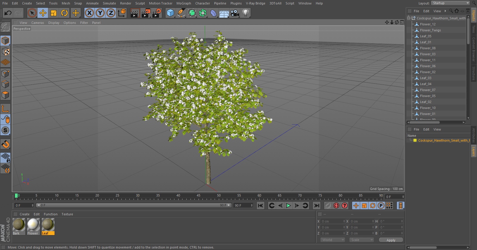 3D model Cockspur Hawthorn Small with Flower