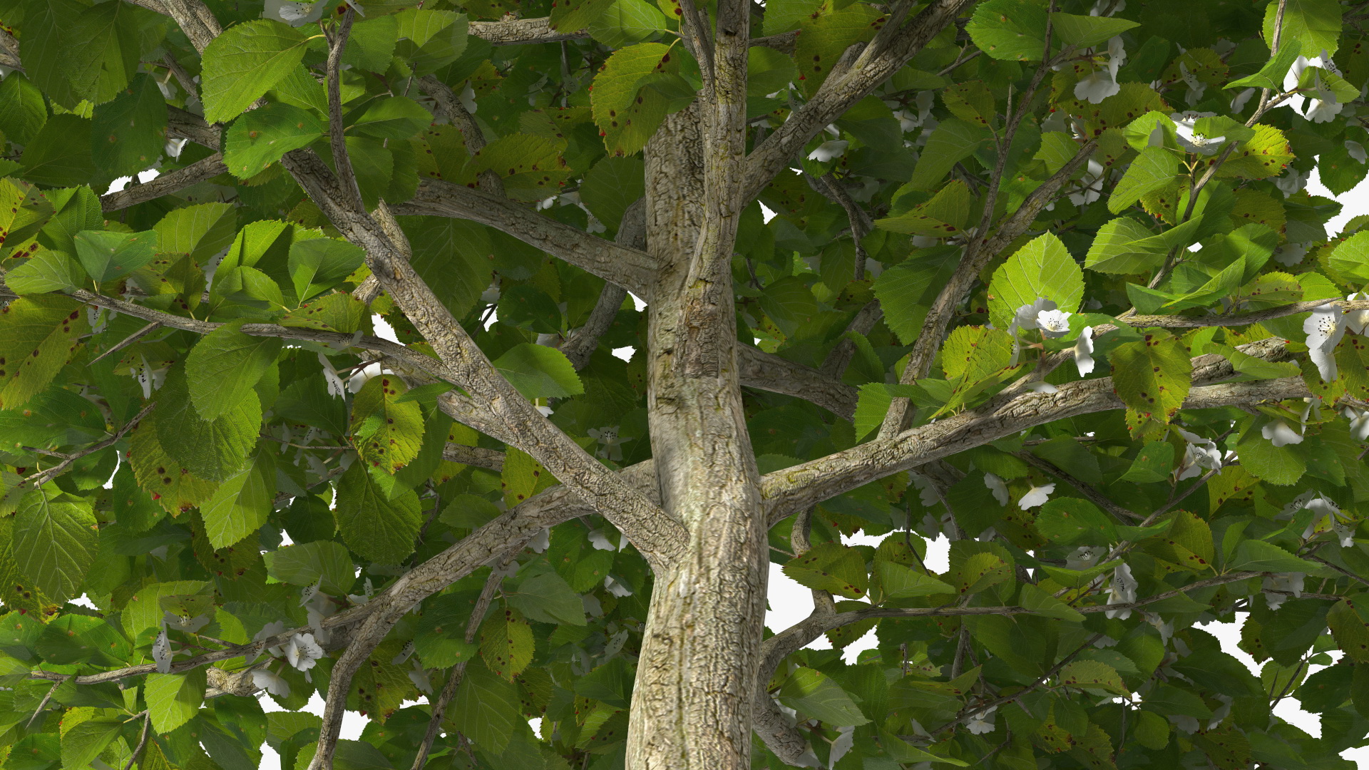 3D model Cockspur Hawthorn Small with Flower