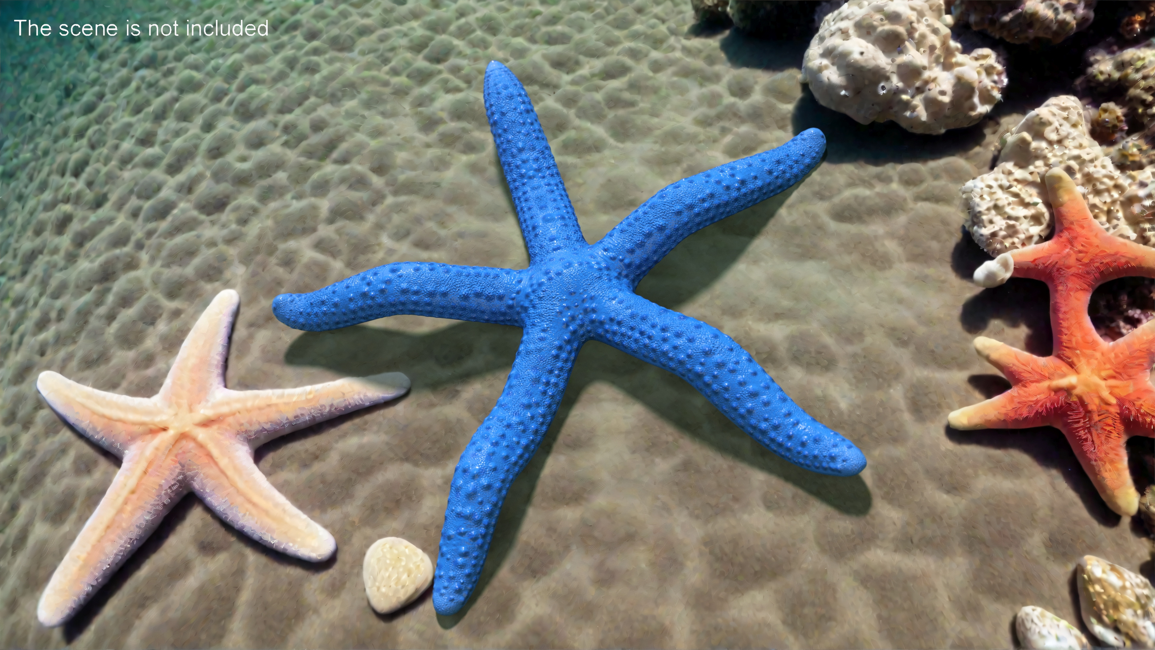 3D Ocean Starfish Rigged