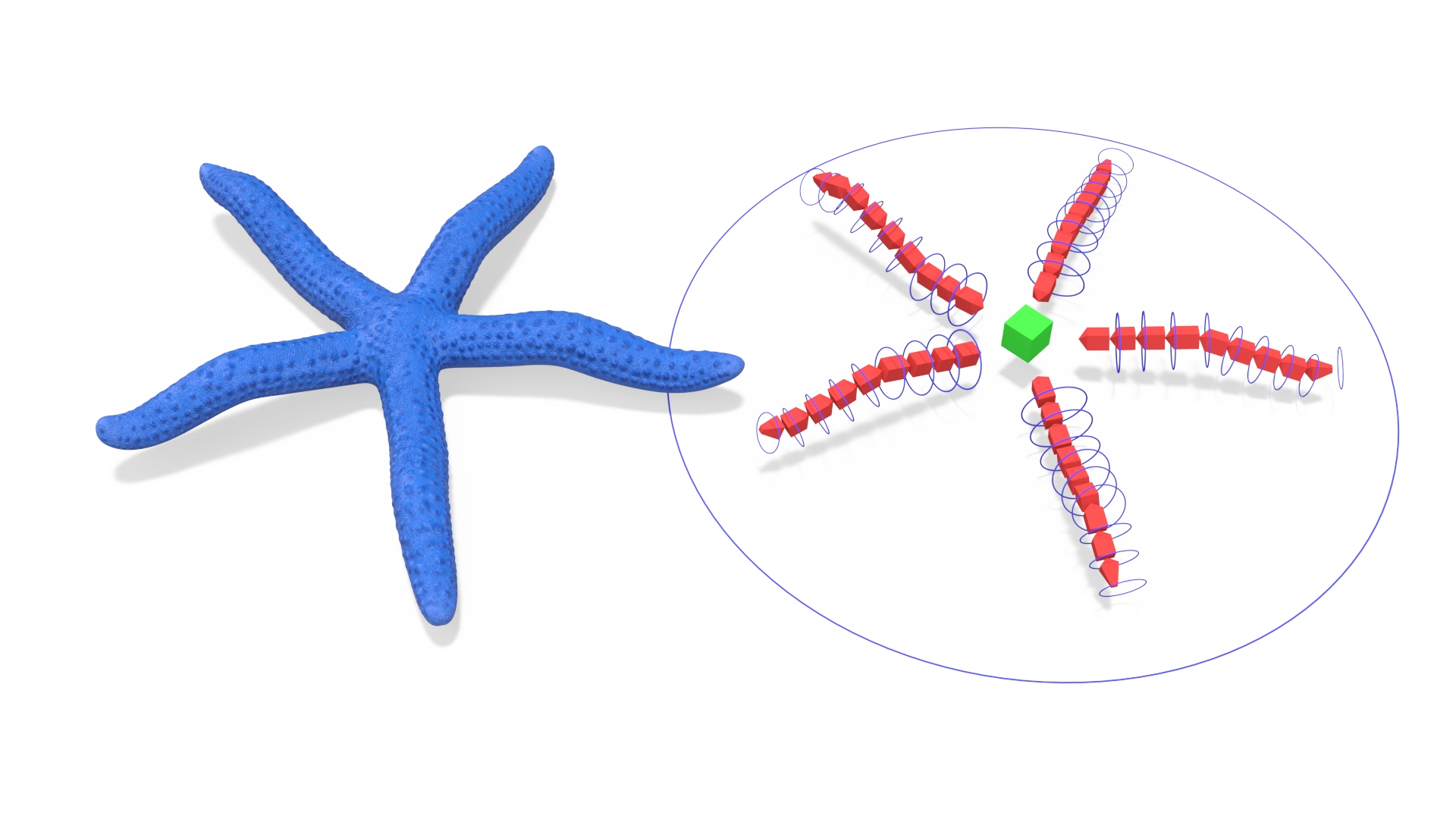 3D Ocean Starfish Rigged