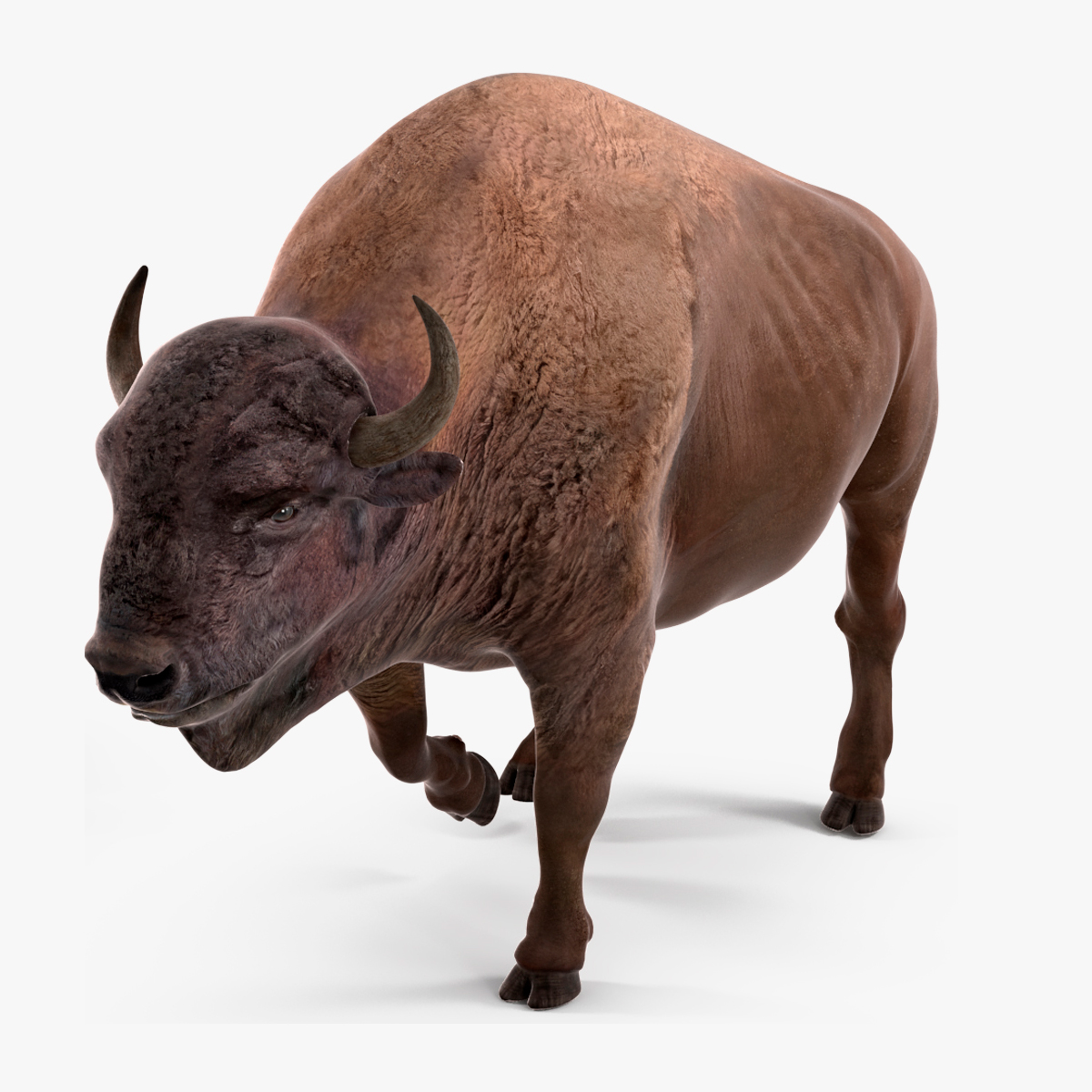 3D model American Bison Rigged for Maya