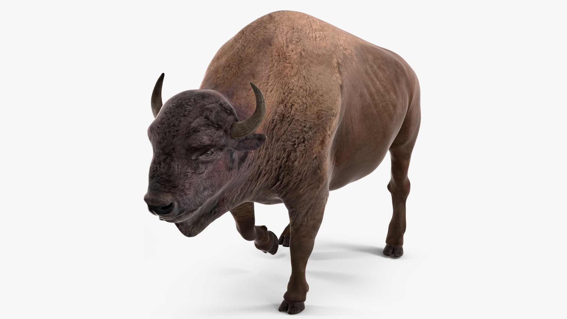 3D model American Bison Rigged for Maya