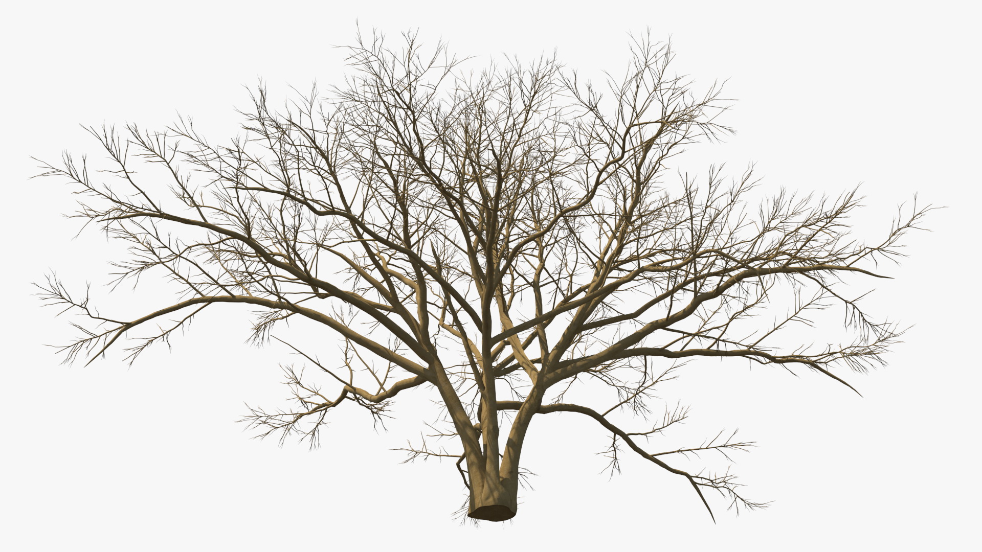3D model Naked Tree