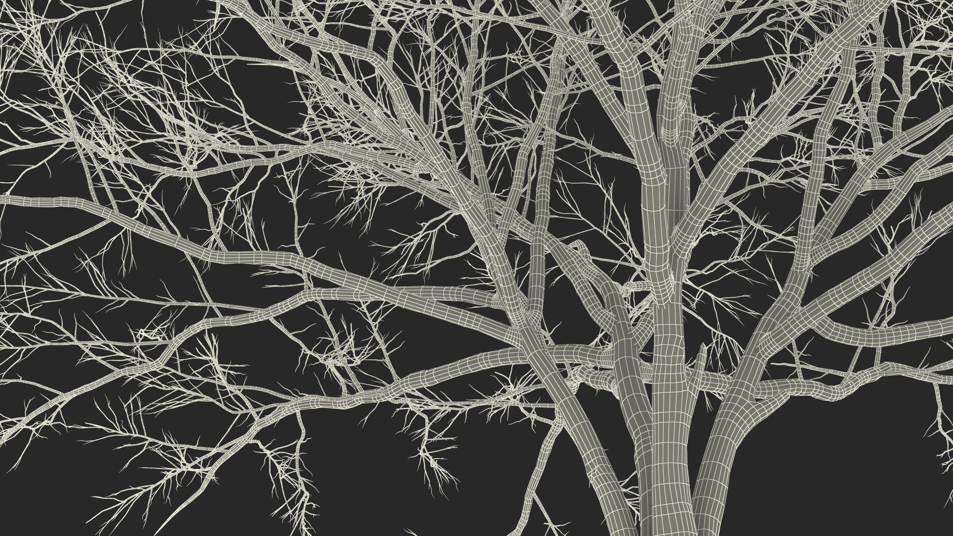 3D model Naked Tree