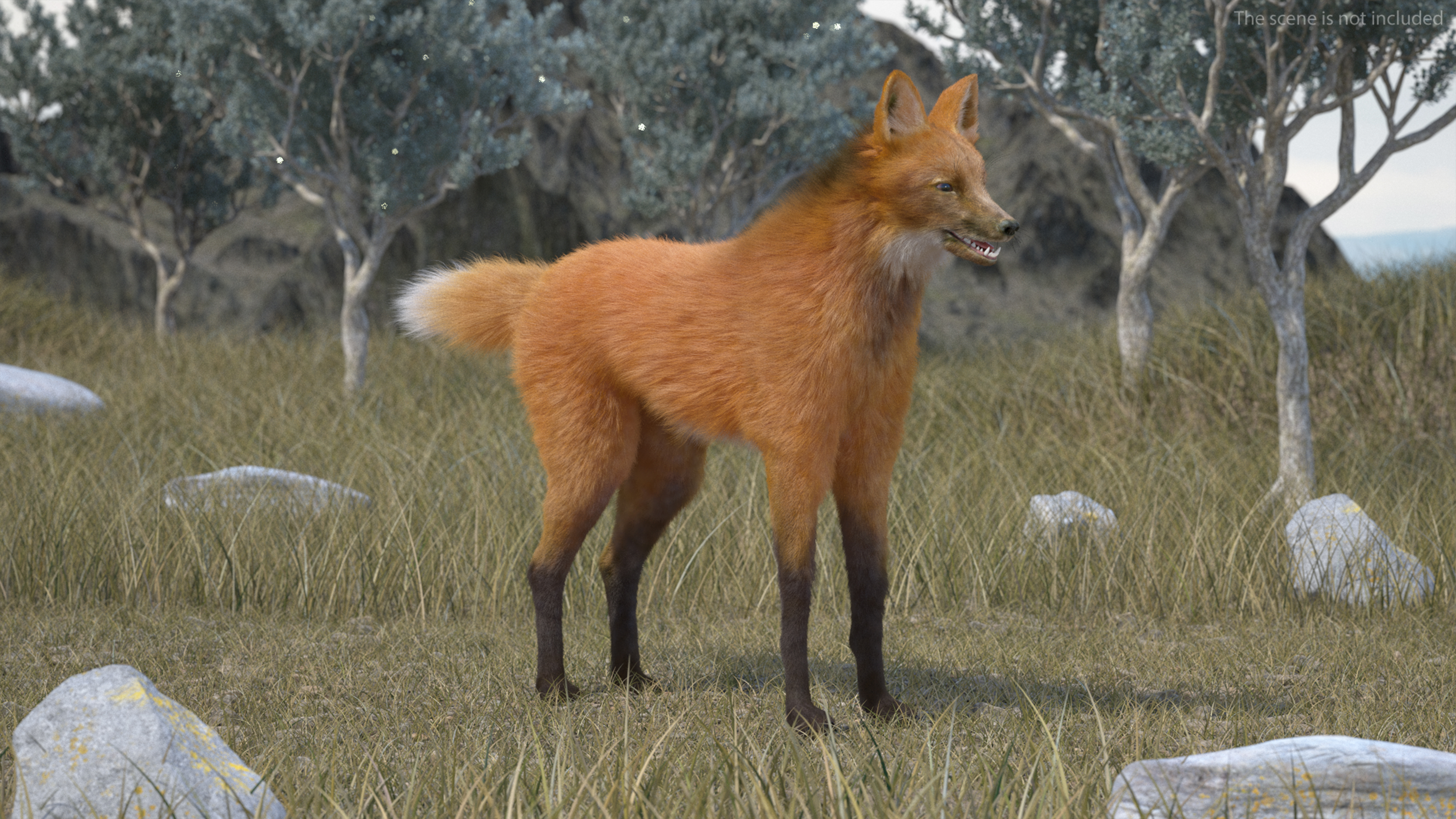 Maned Wolf Fur 3D model