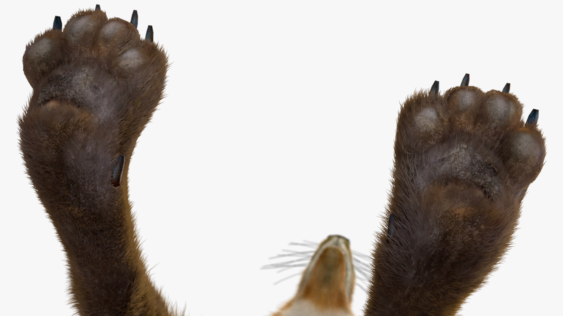 Maned Wolf Fur 3D model