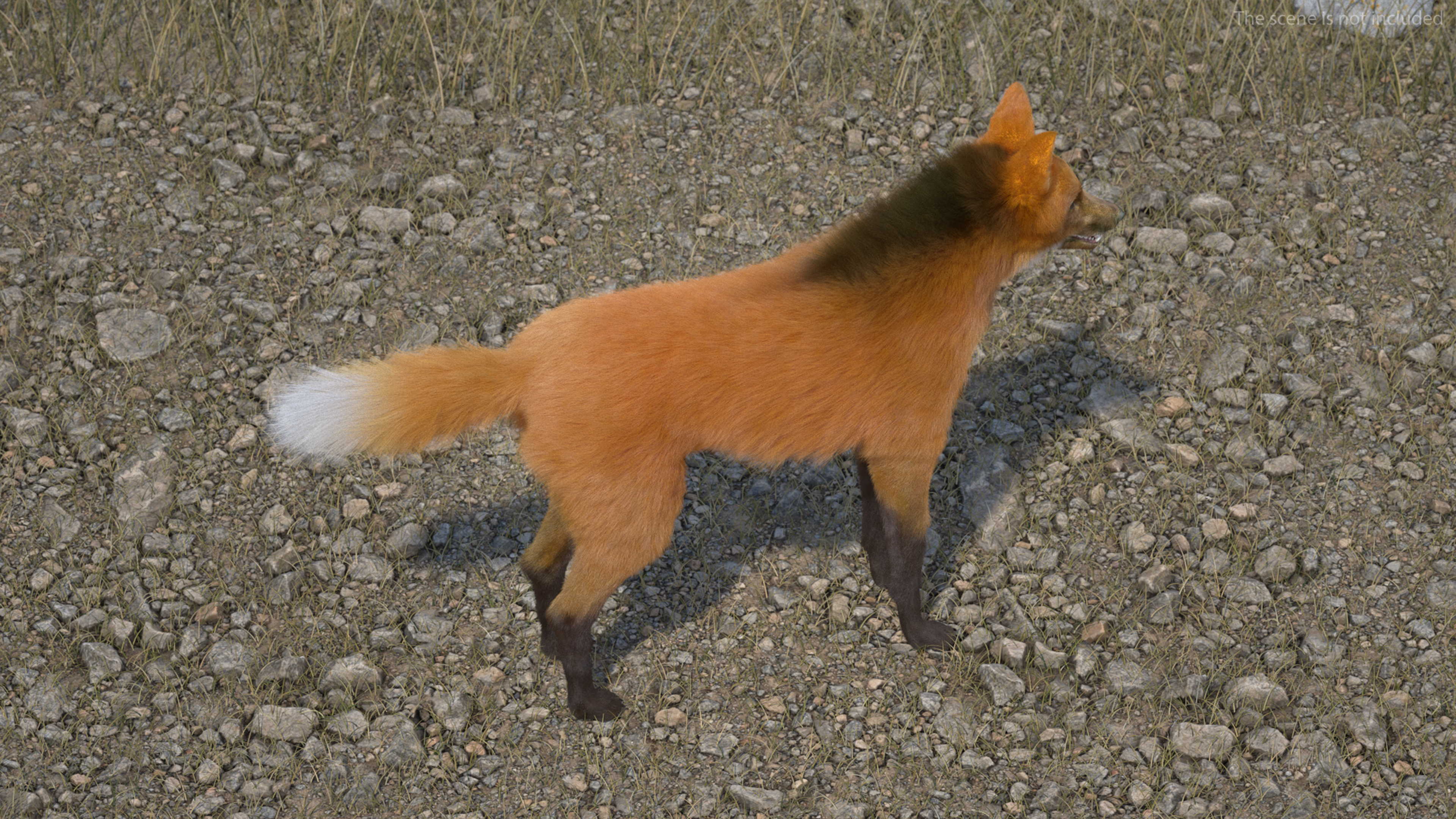 Maned Wolf Fur 3D model