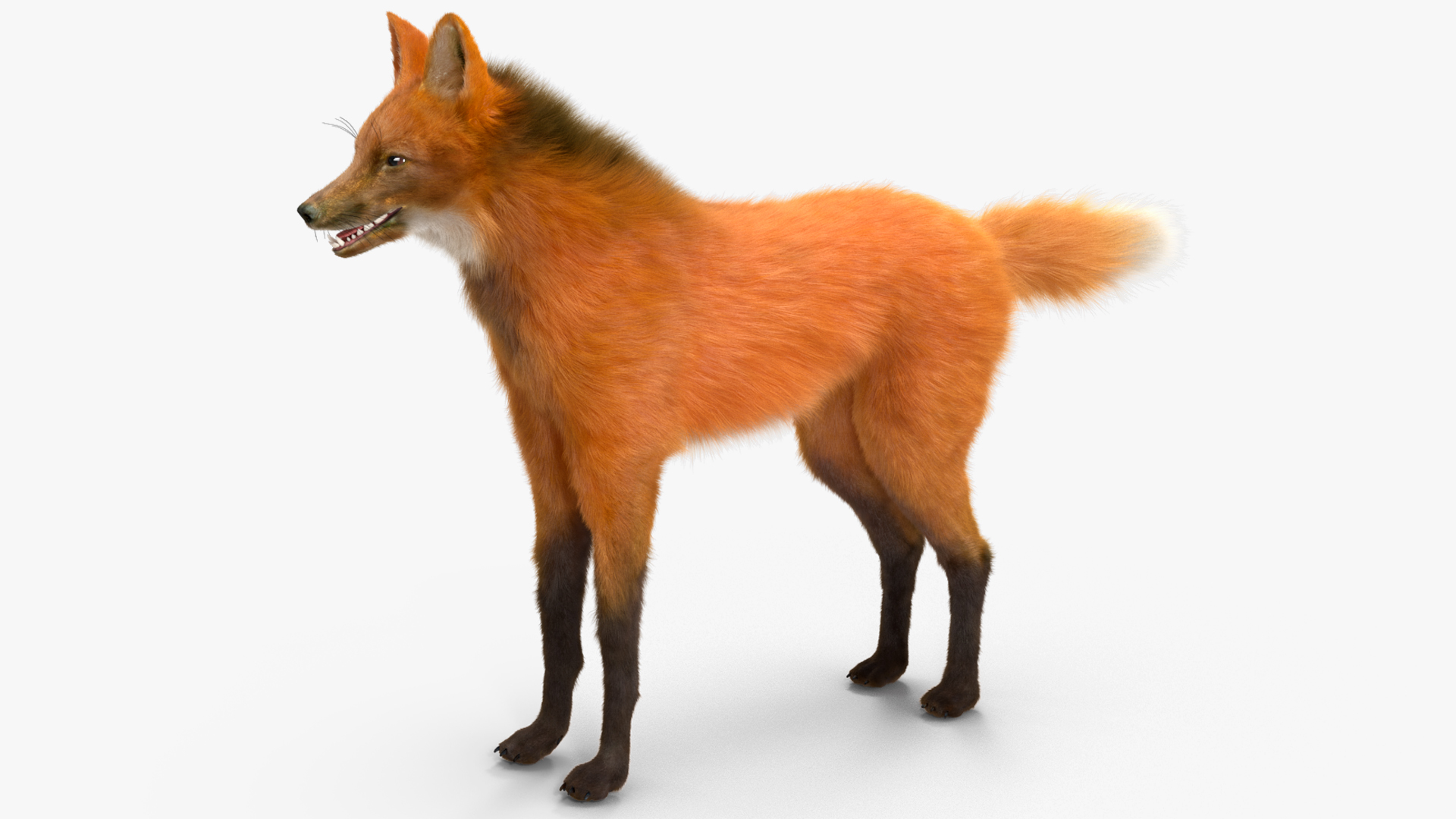 Maned Wolf Fur 3D model