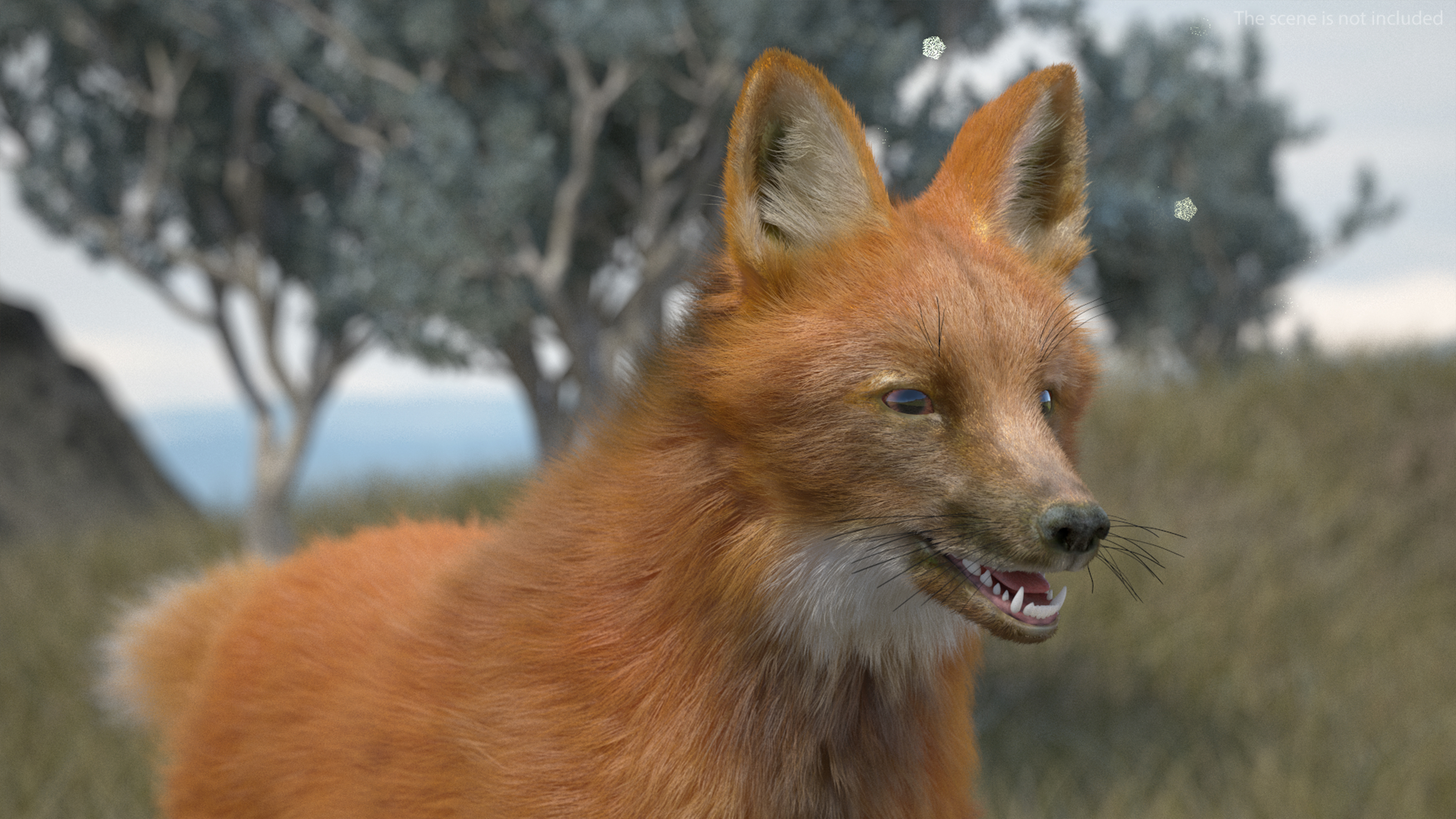 Maned Wolf Fur 3D model