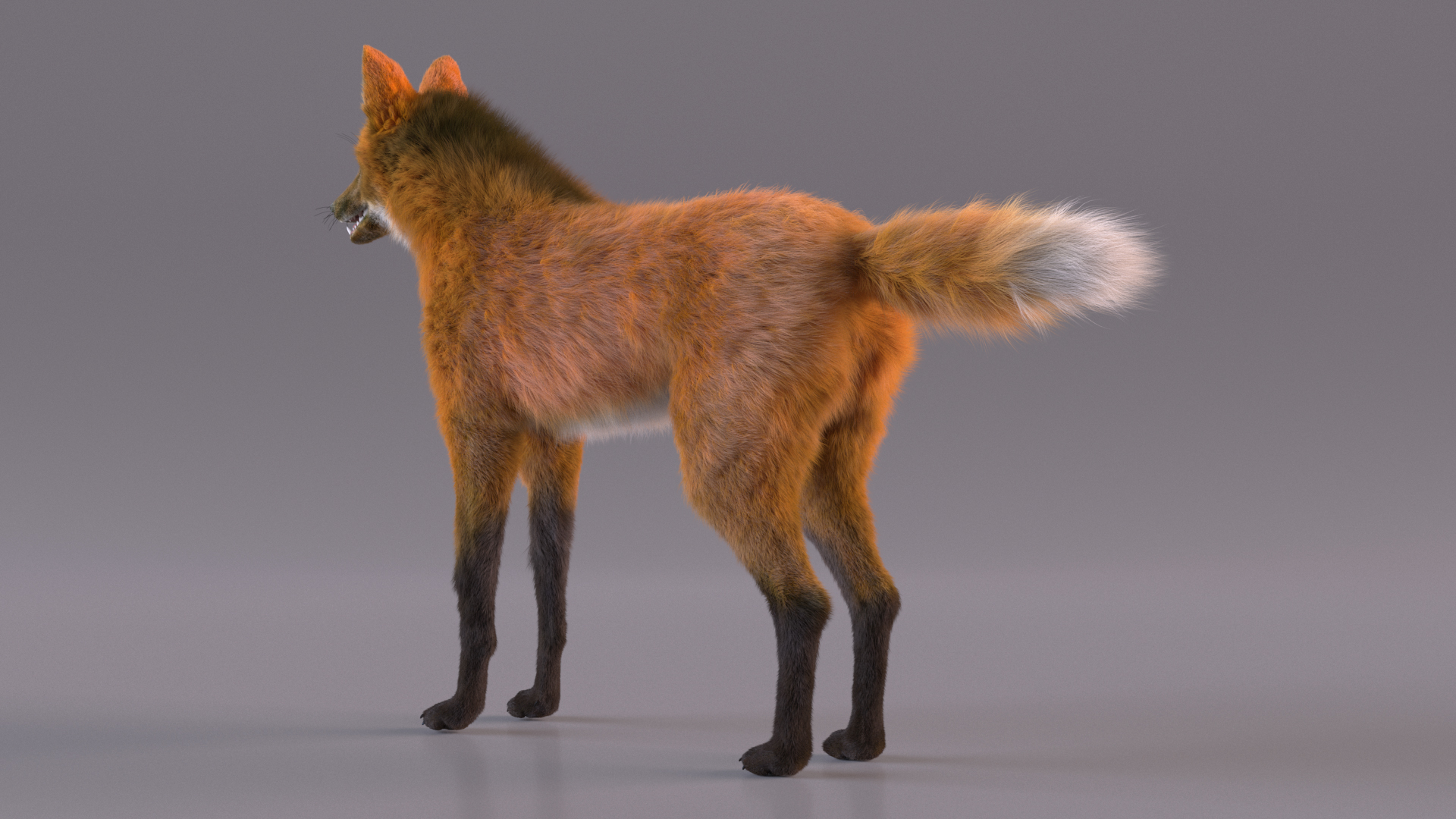 Maned Wolf Fur 3D model