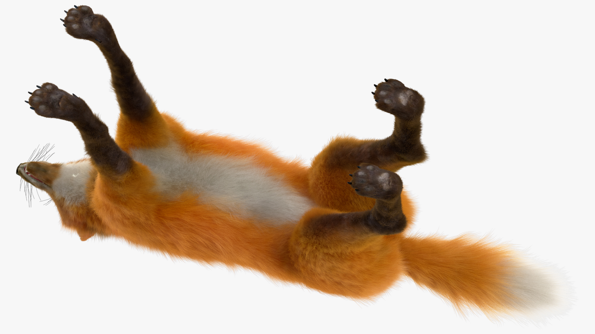 Maned Wolf Fur 3D model