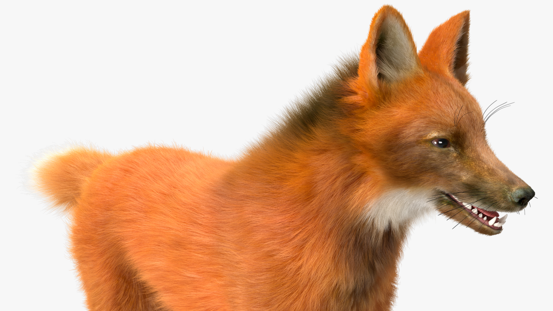 Maned Wolf Fur 3D model