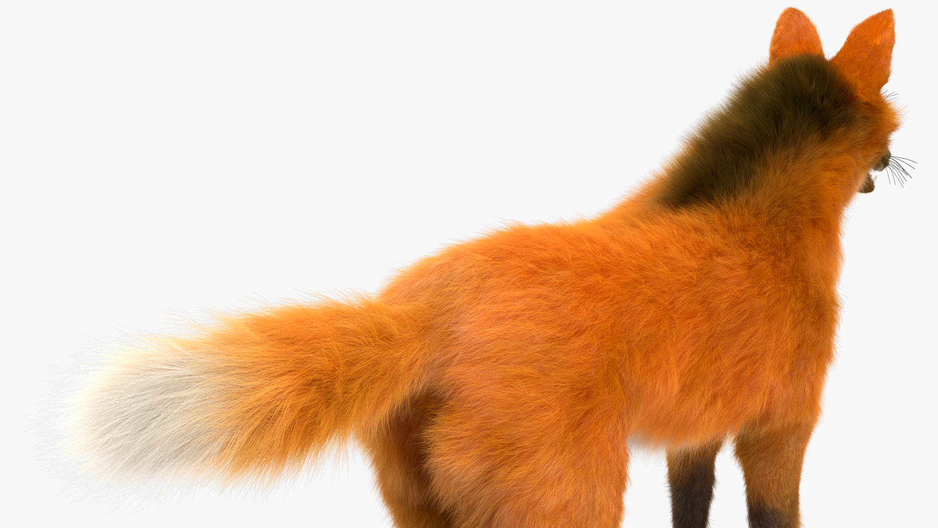 Maned Wolf Fur 3D model