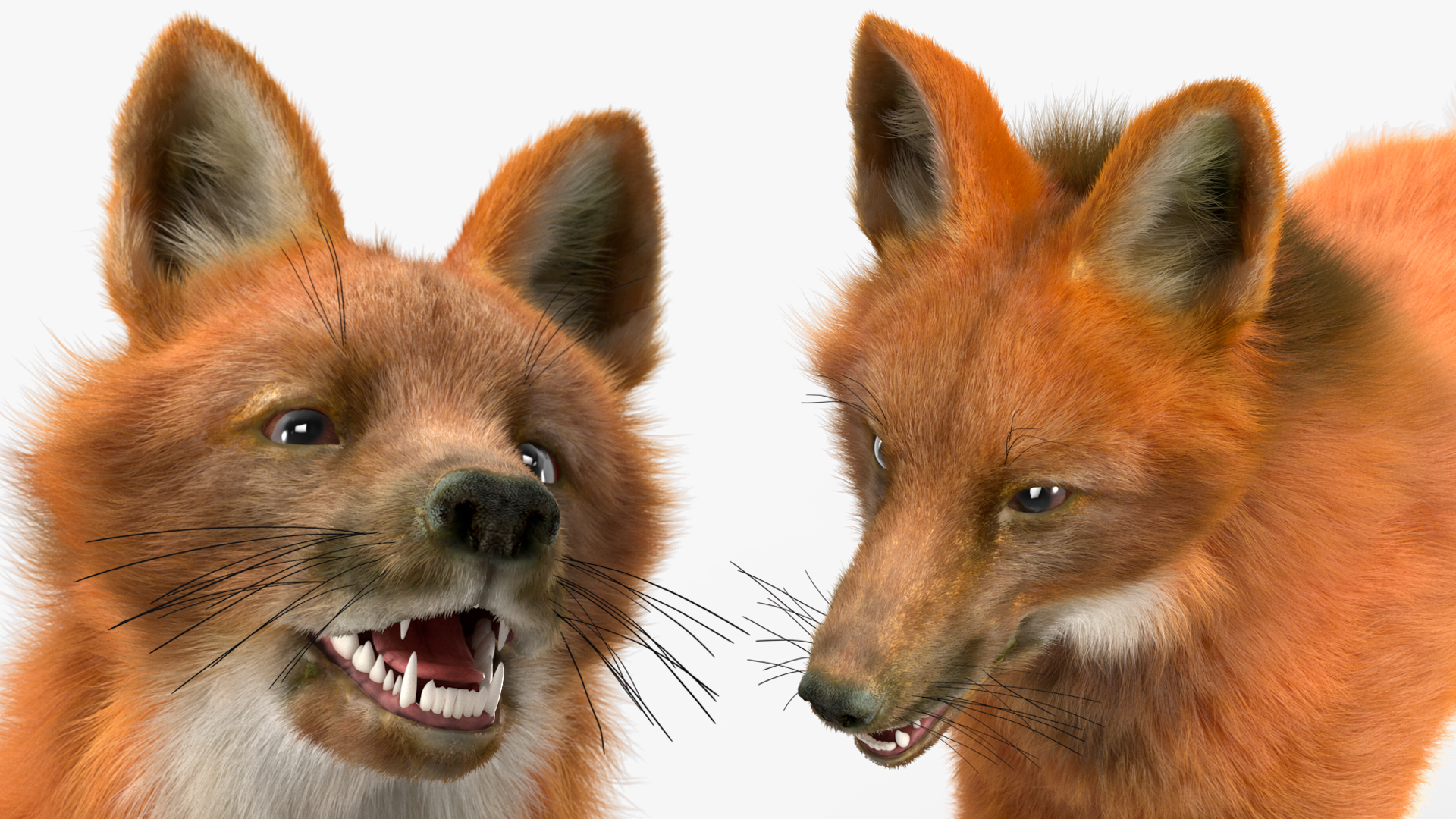 Maned Wolf Fur 3D model